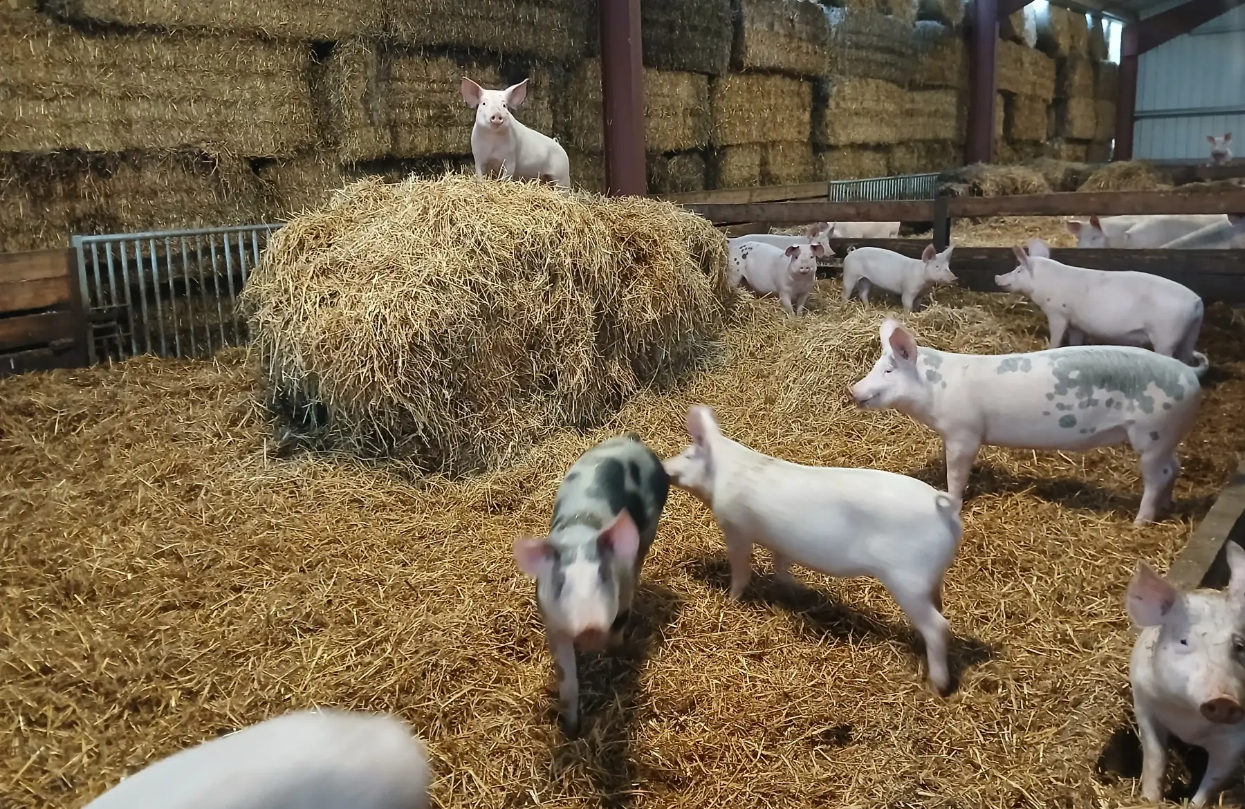 du cochon dans le pre