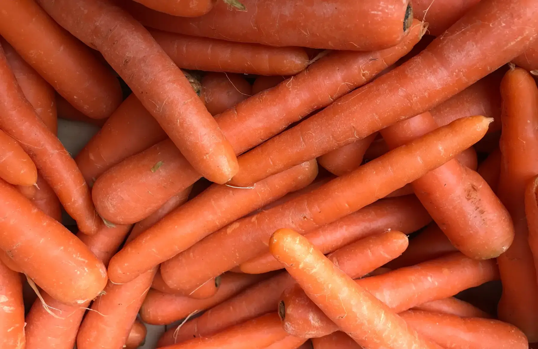 carotte lavée