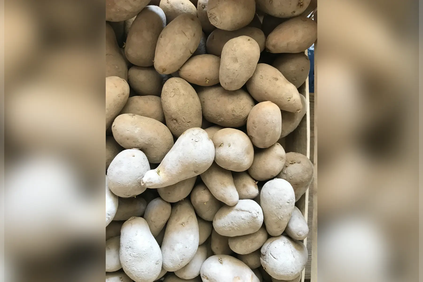 Pomme de terre Allians