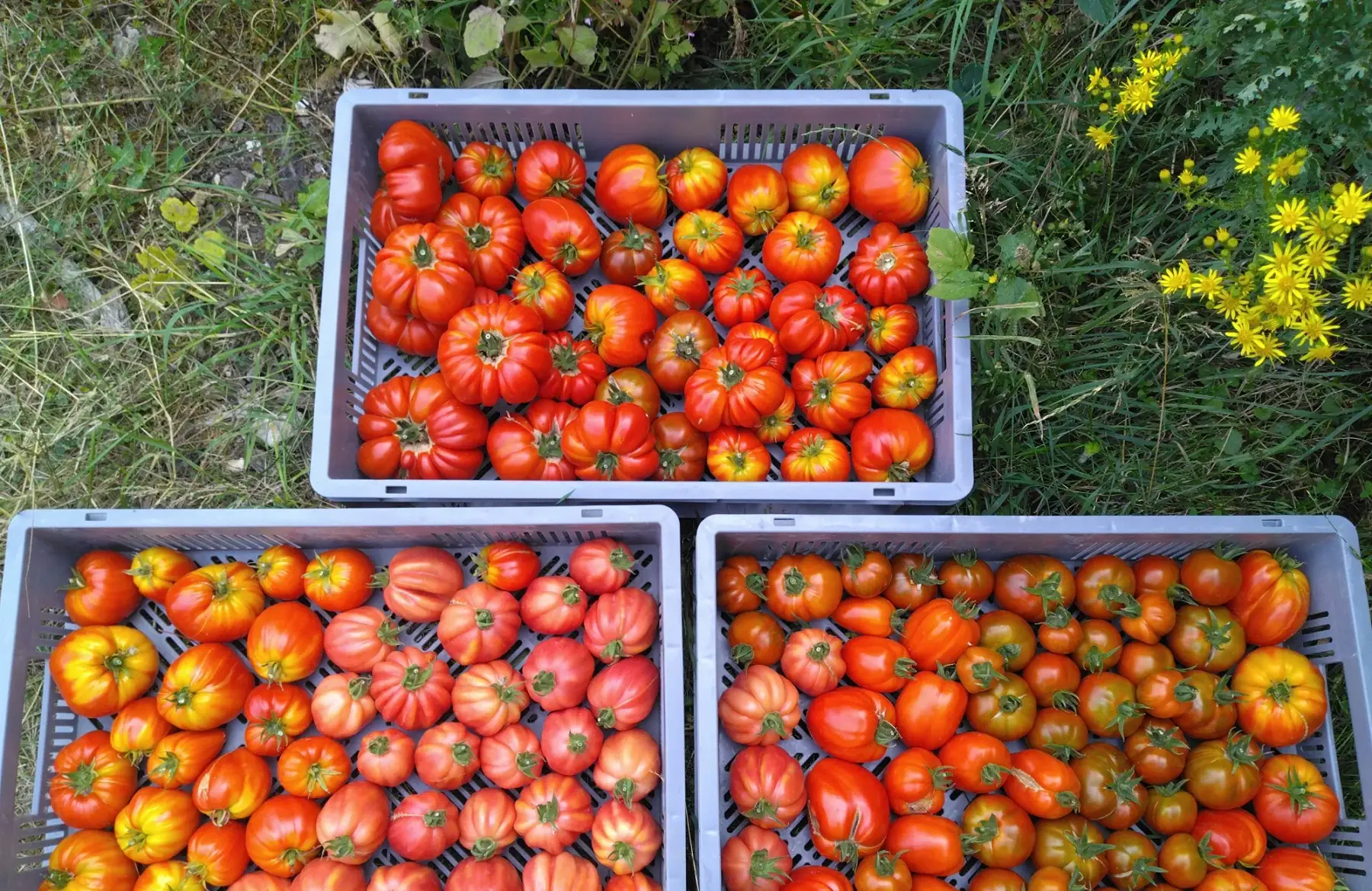 colis tomates