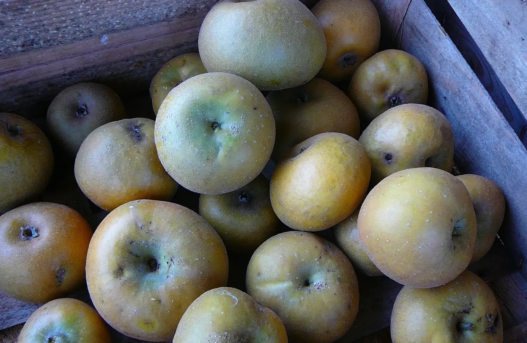 Pommes variété Patte de Loup
