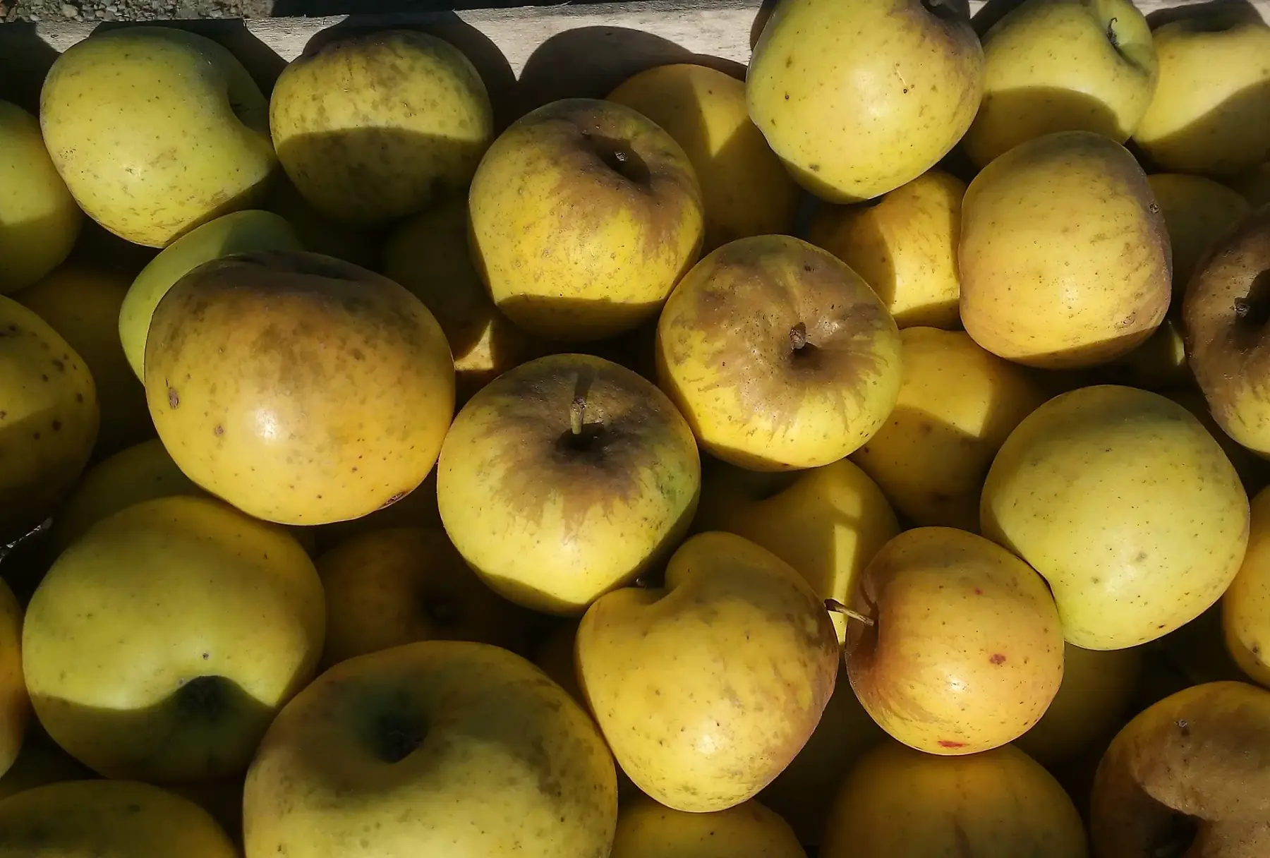 Pommes variété Opal