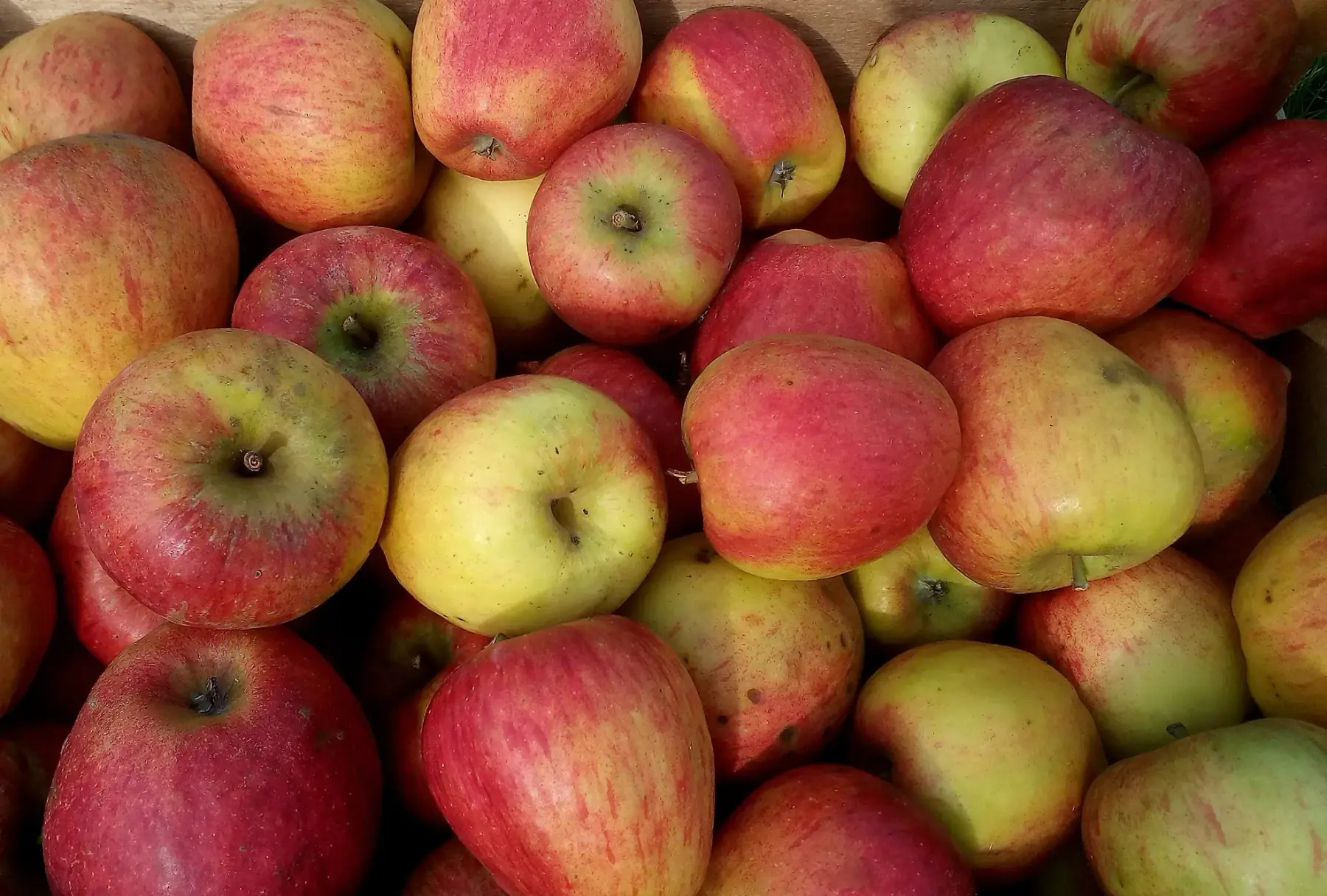 Pommes variété Pilot