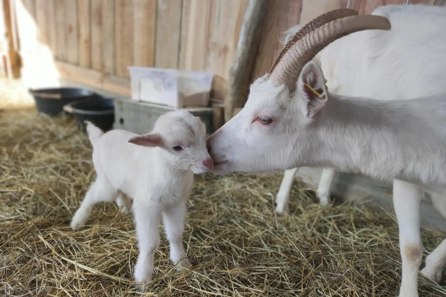 la ferme du grand loup