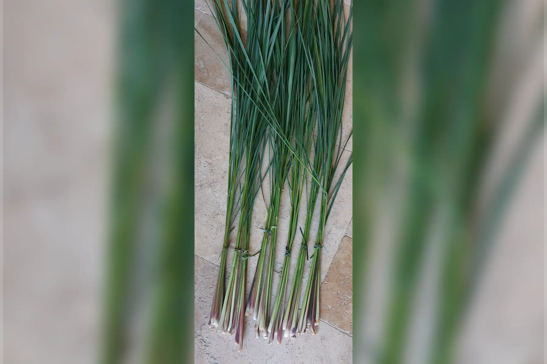 Citronnelle Bio en bouquet