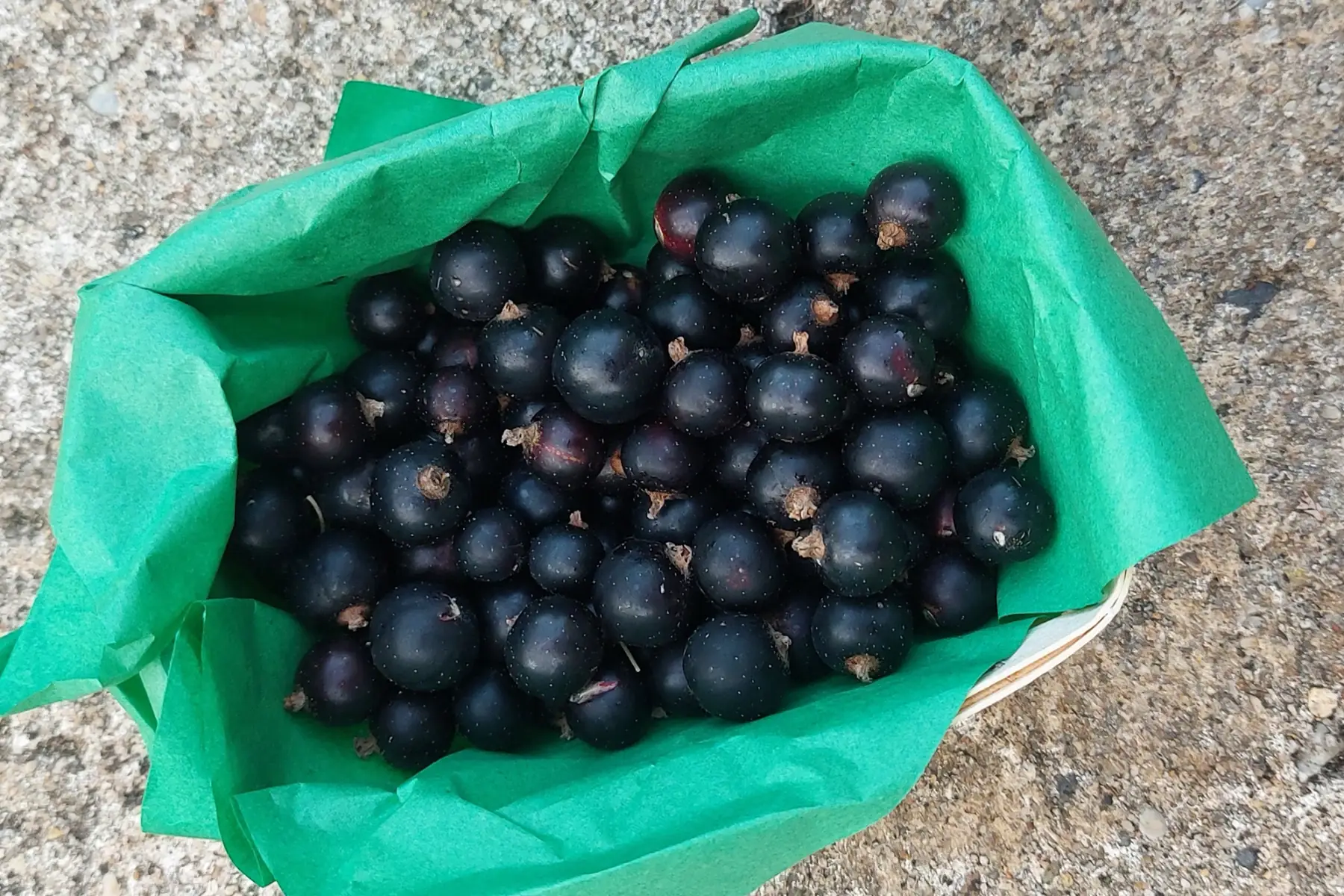 Barquette Cassis Bio