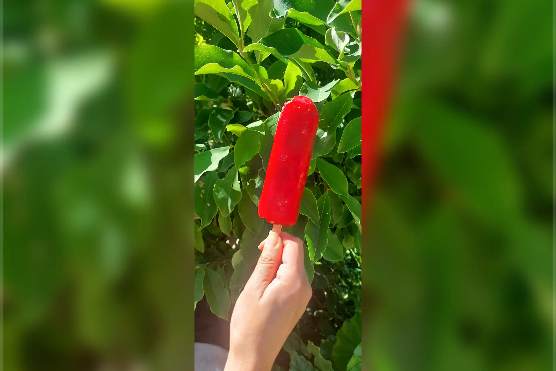 Batonnet Glacé Petits Fruits Bio