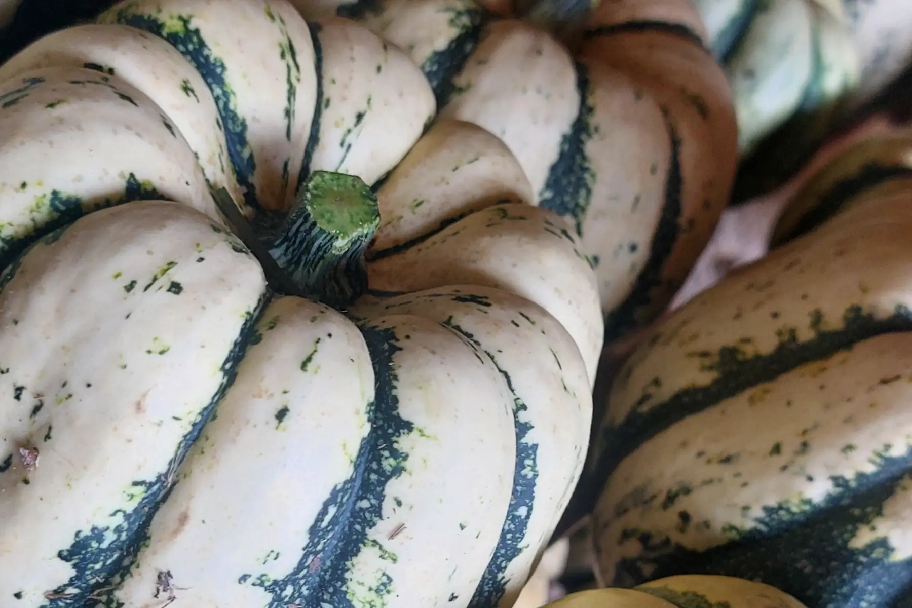 Petite Courge Patidou