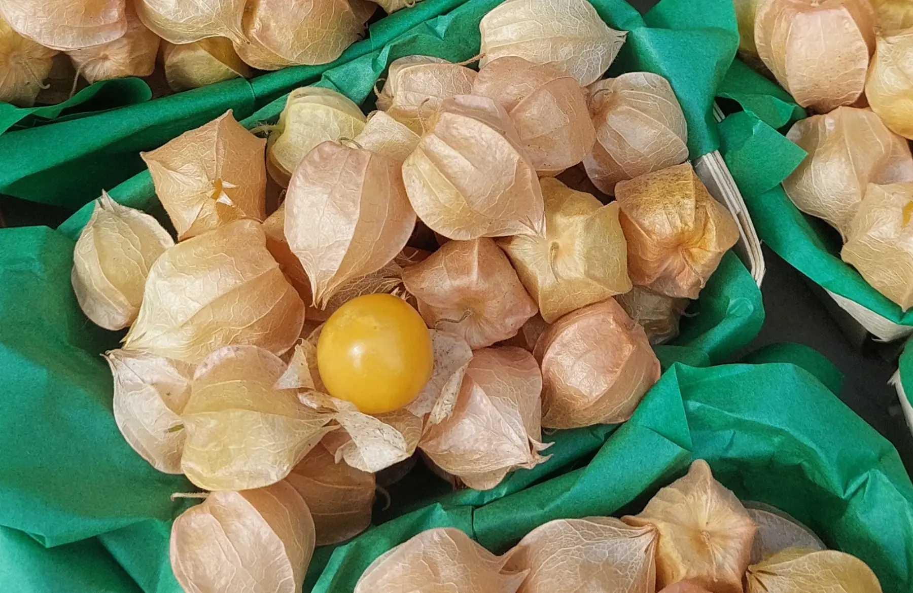 Barquette de Physalis Bio - Aunt Molly