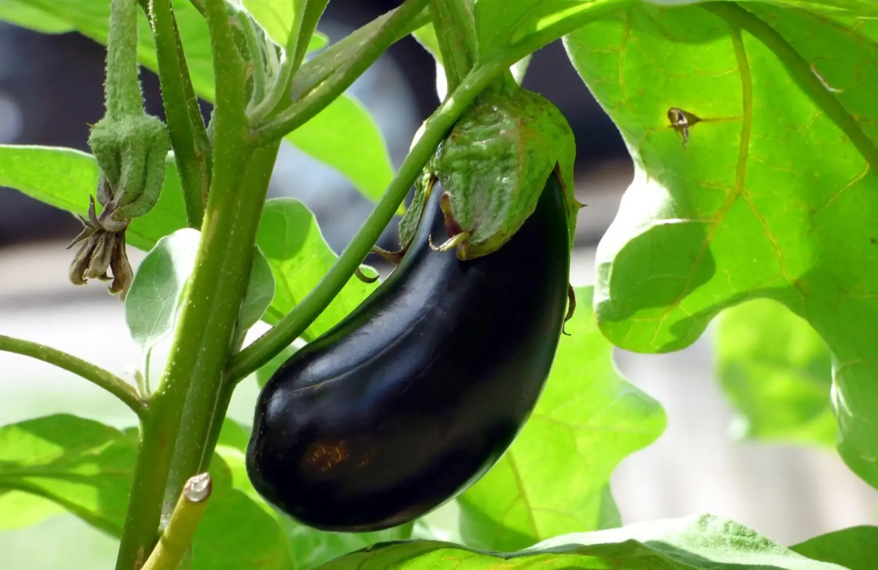 aubergine