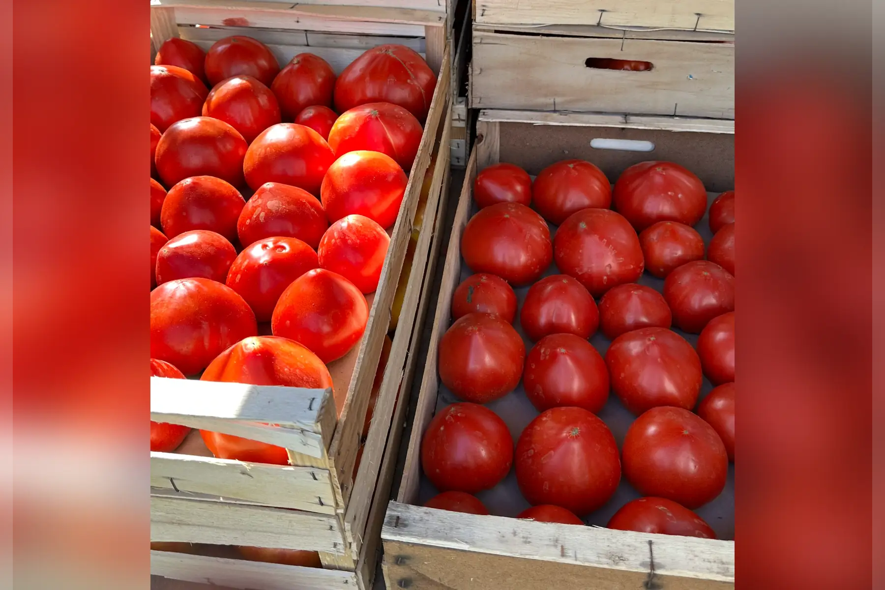 Tomate ancienne