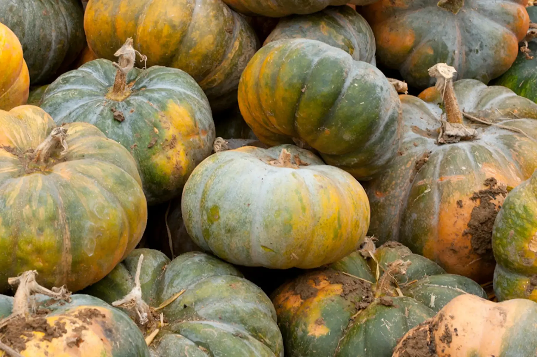 Courge Musquée de Provence