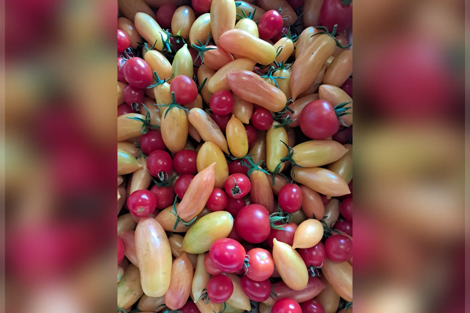 Tomates cerises