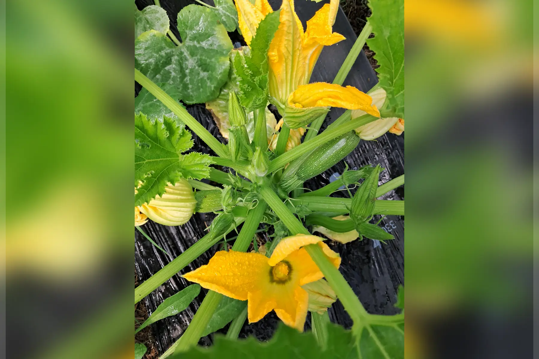 Courgettes