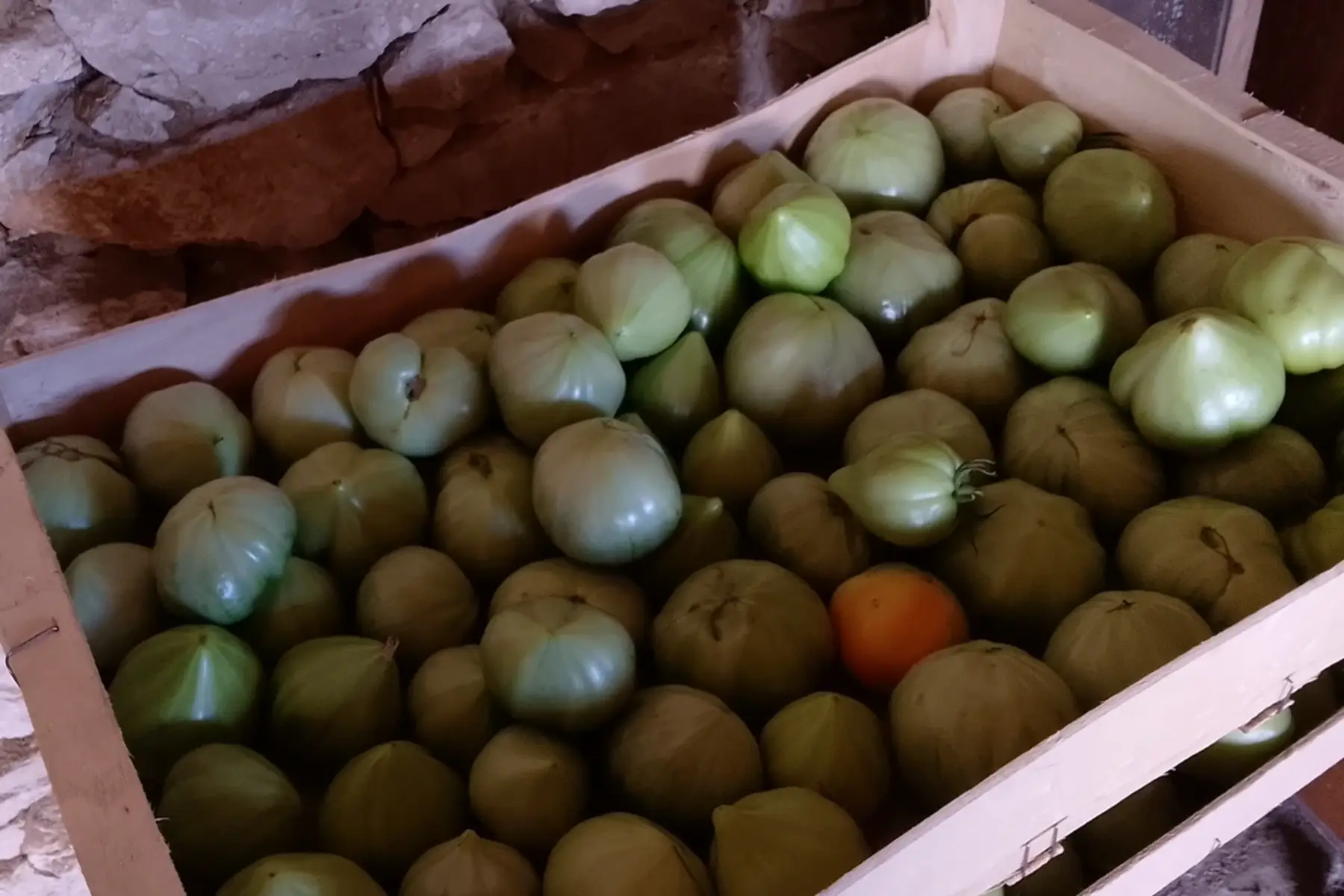 Tomates vertes ( pas mûres) pour confirures
