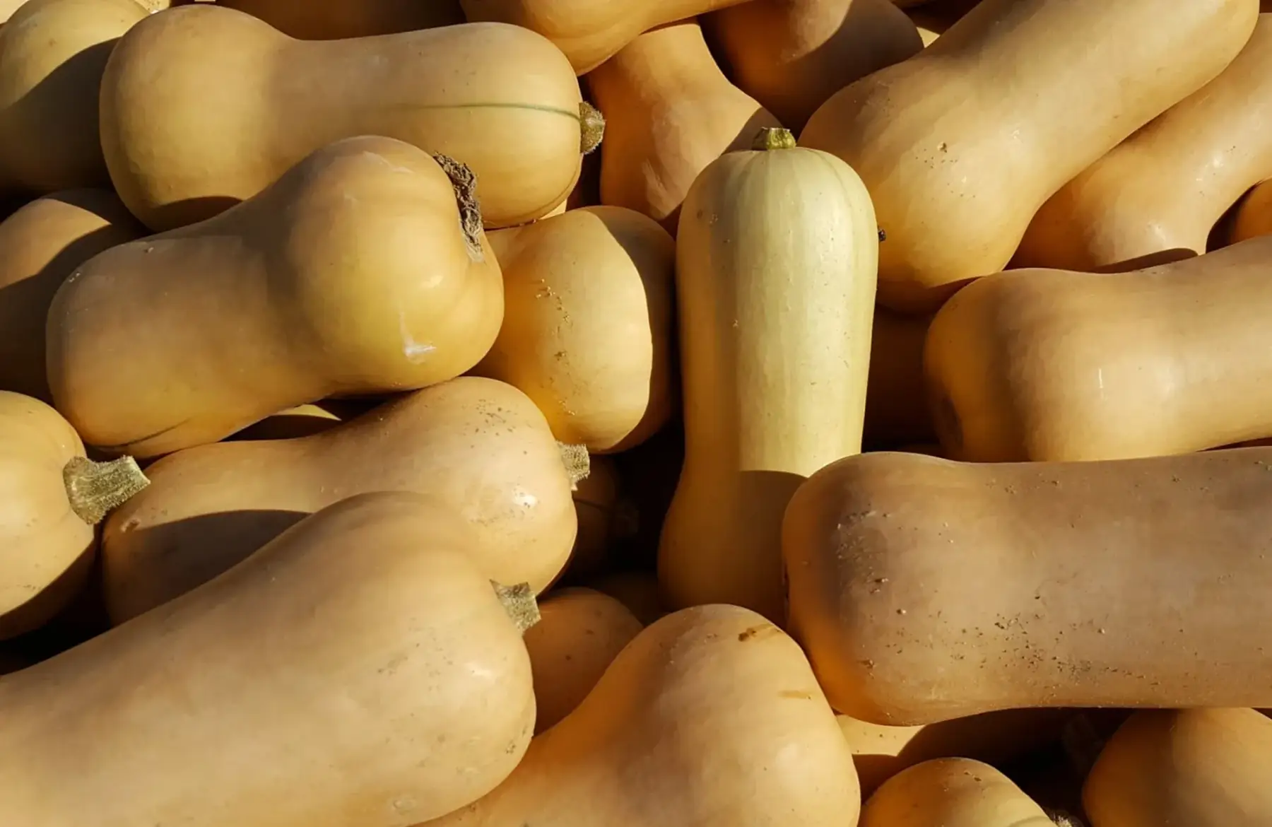 Courge butternut