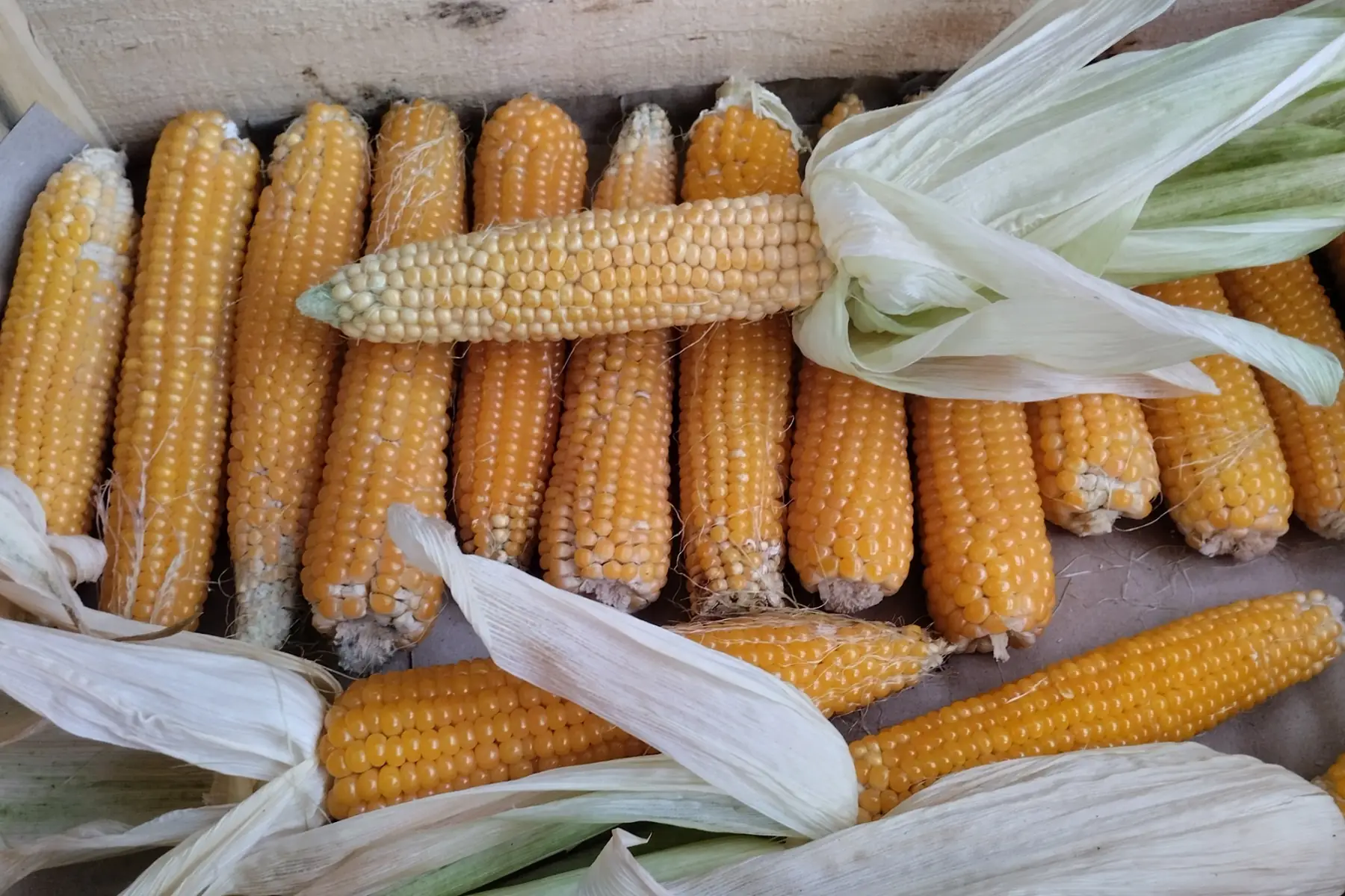 Maïs pop-corn