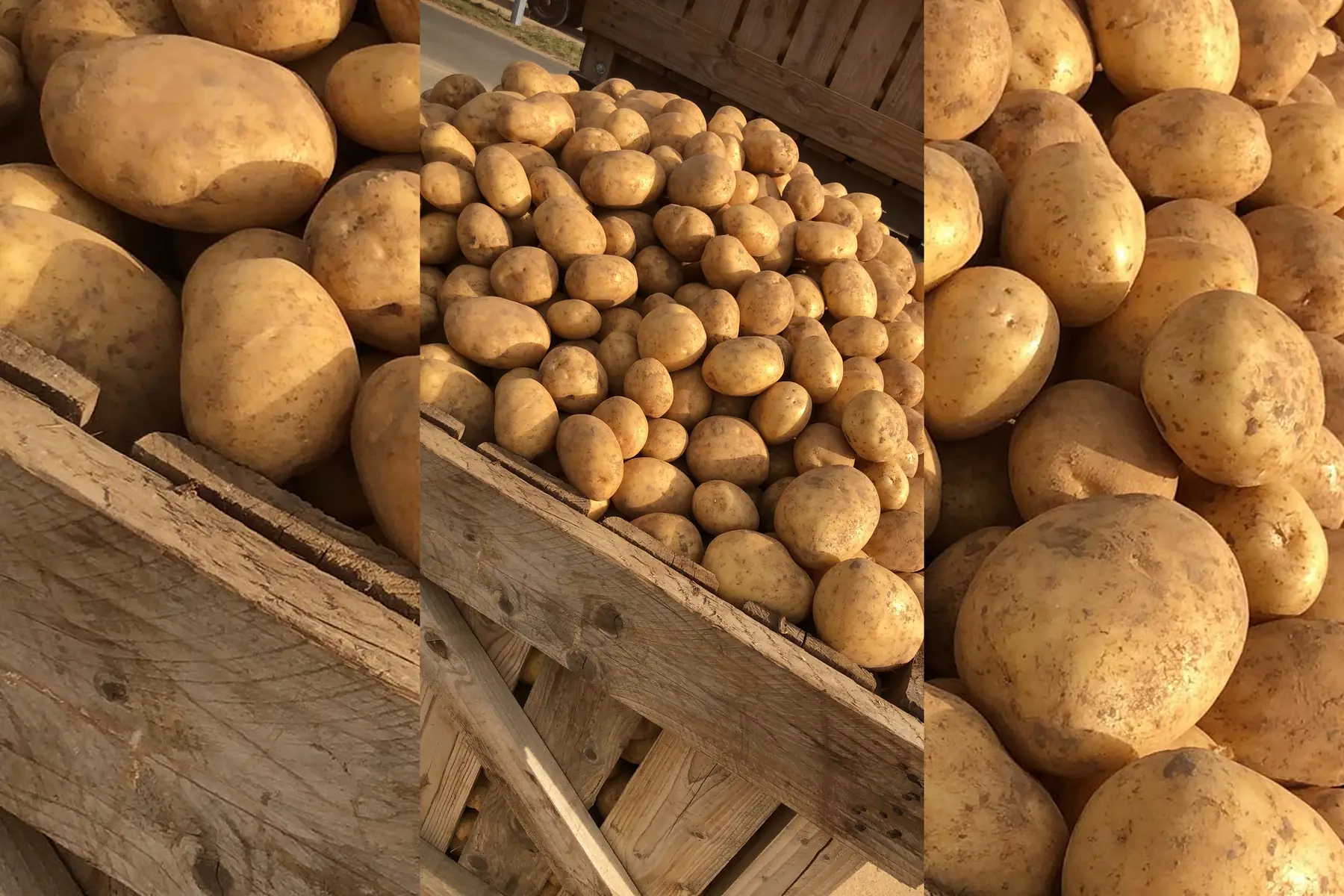 F- Pomme de terre Colomba