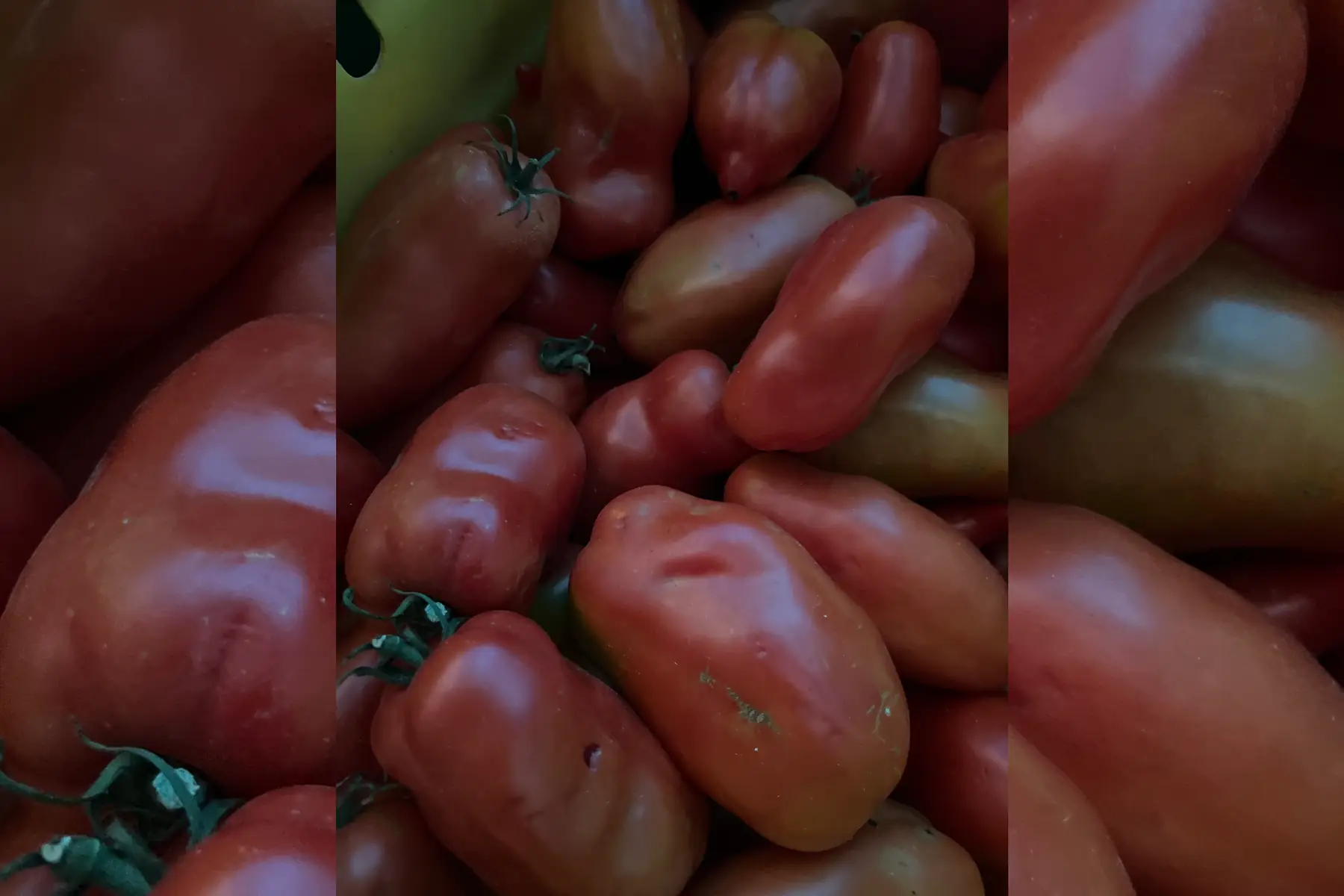 Tomates andine