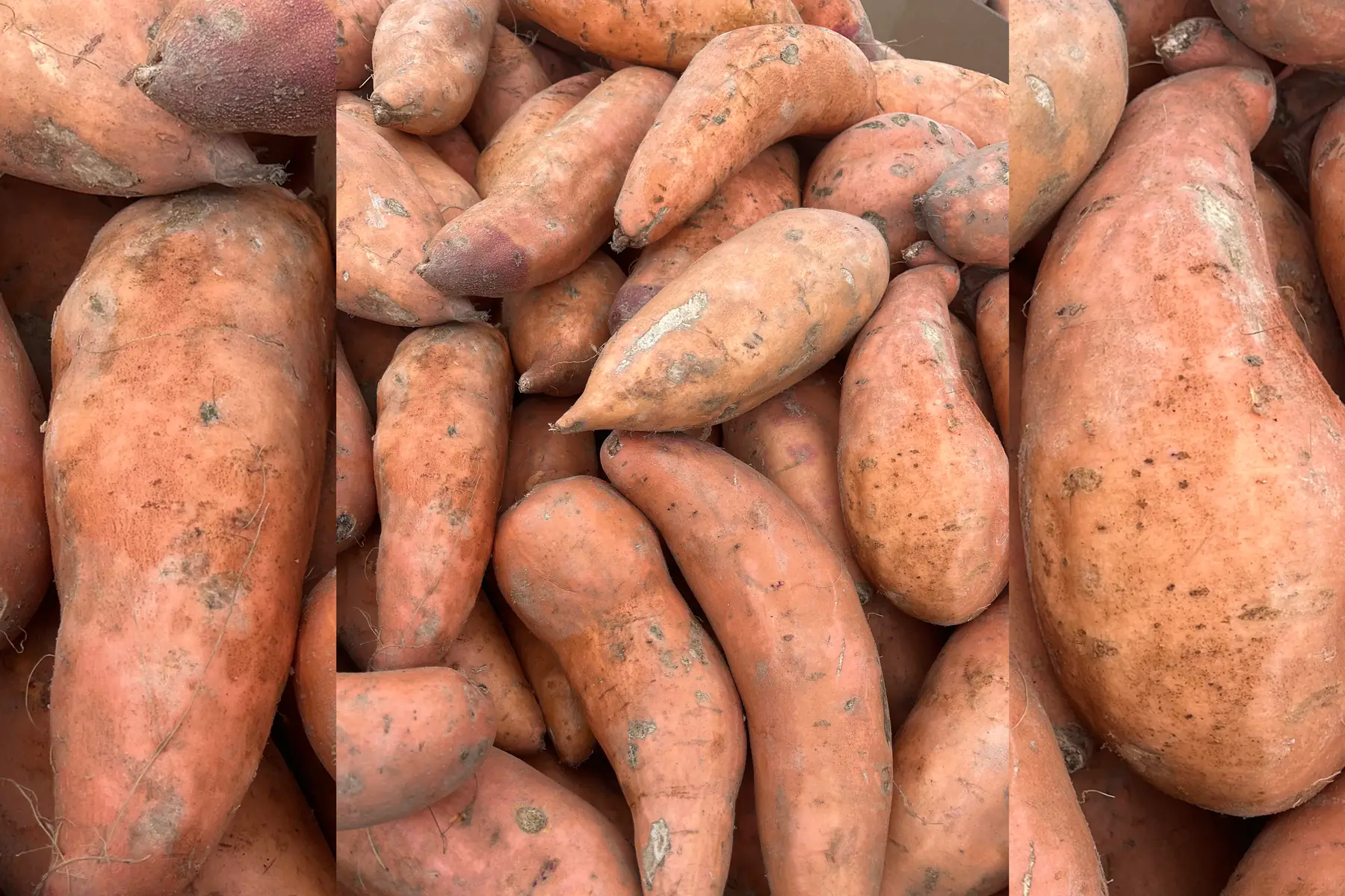 Patate douce