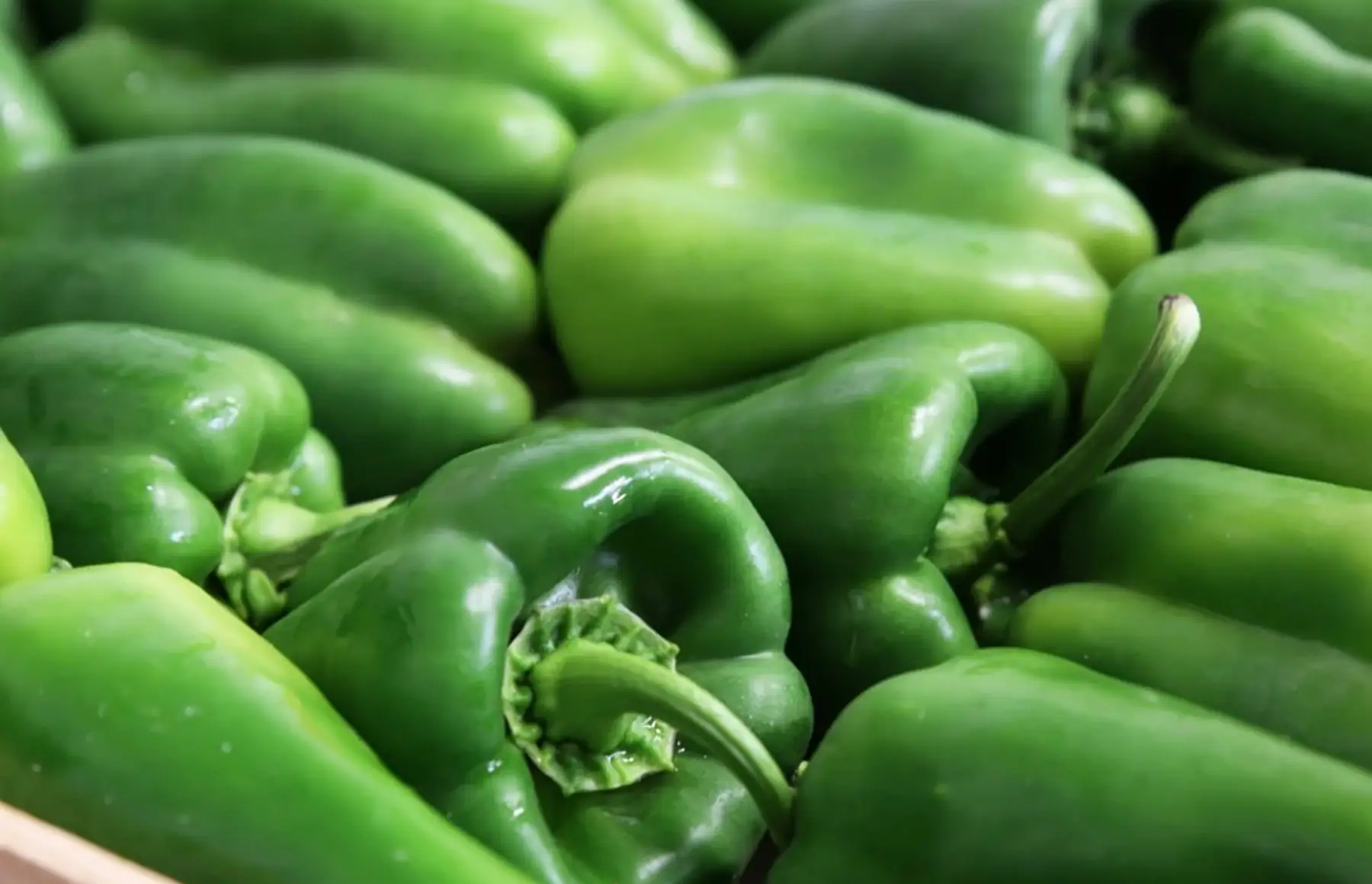 Poivron vert