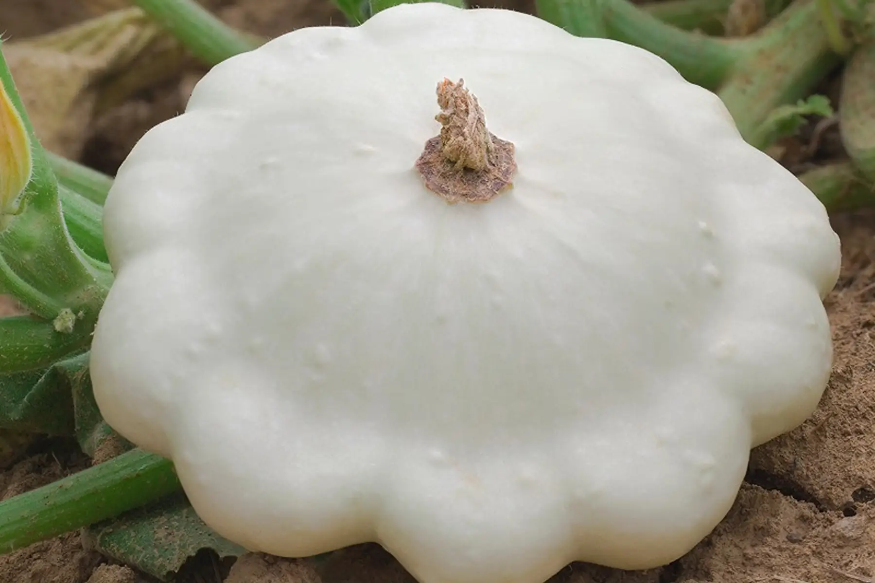 Pâtisson blanc