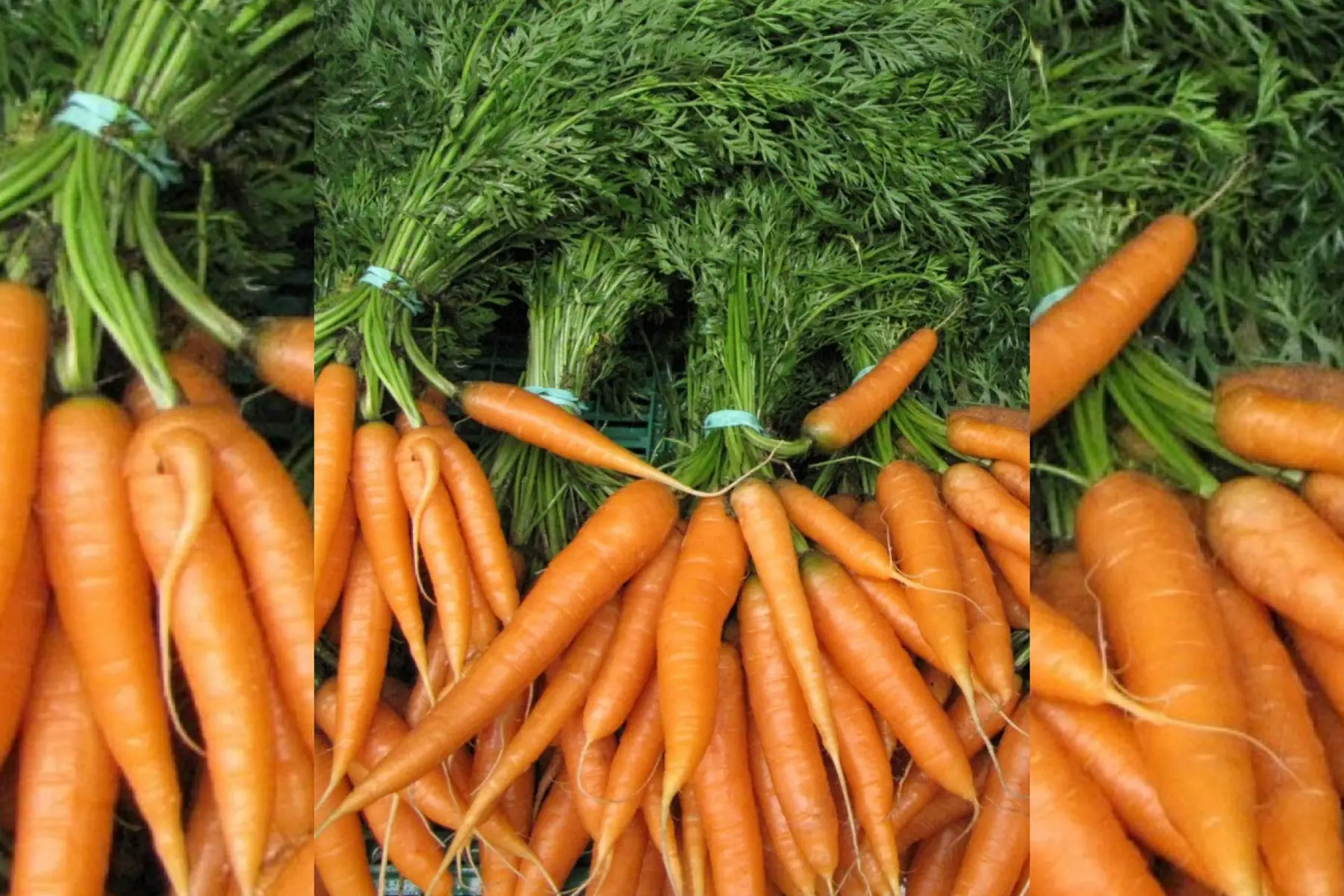 Carottes nouvelles botte