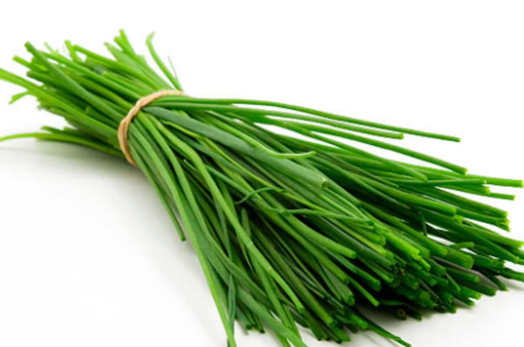 Aromatique ciboulette