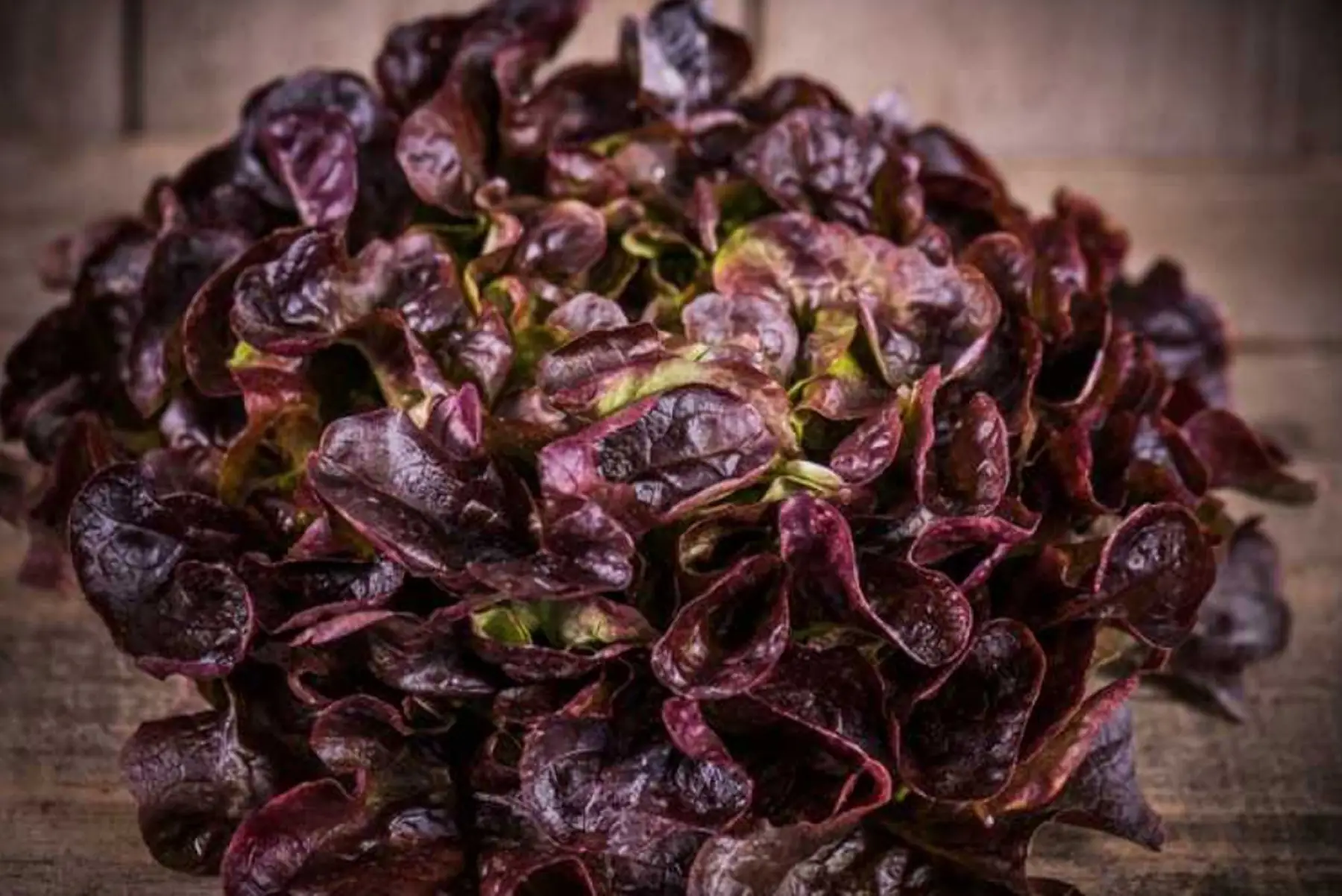 Salade feuille de chêne rouge