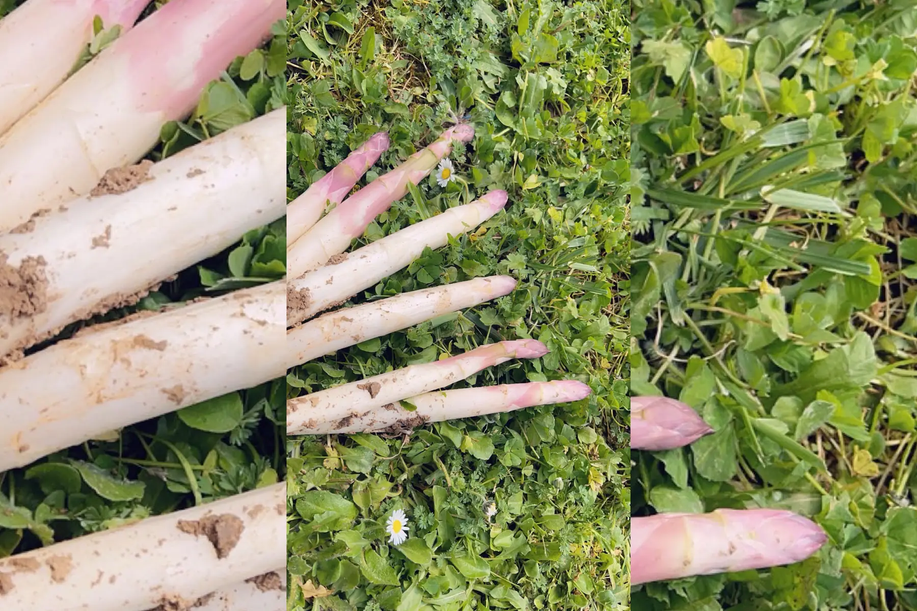 Asperges blanches Bio 1kg