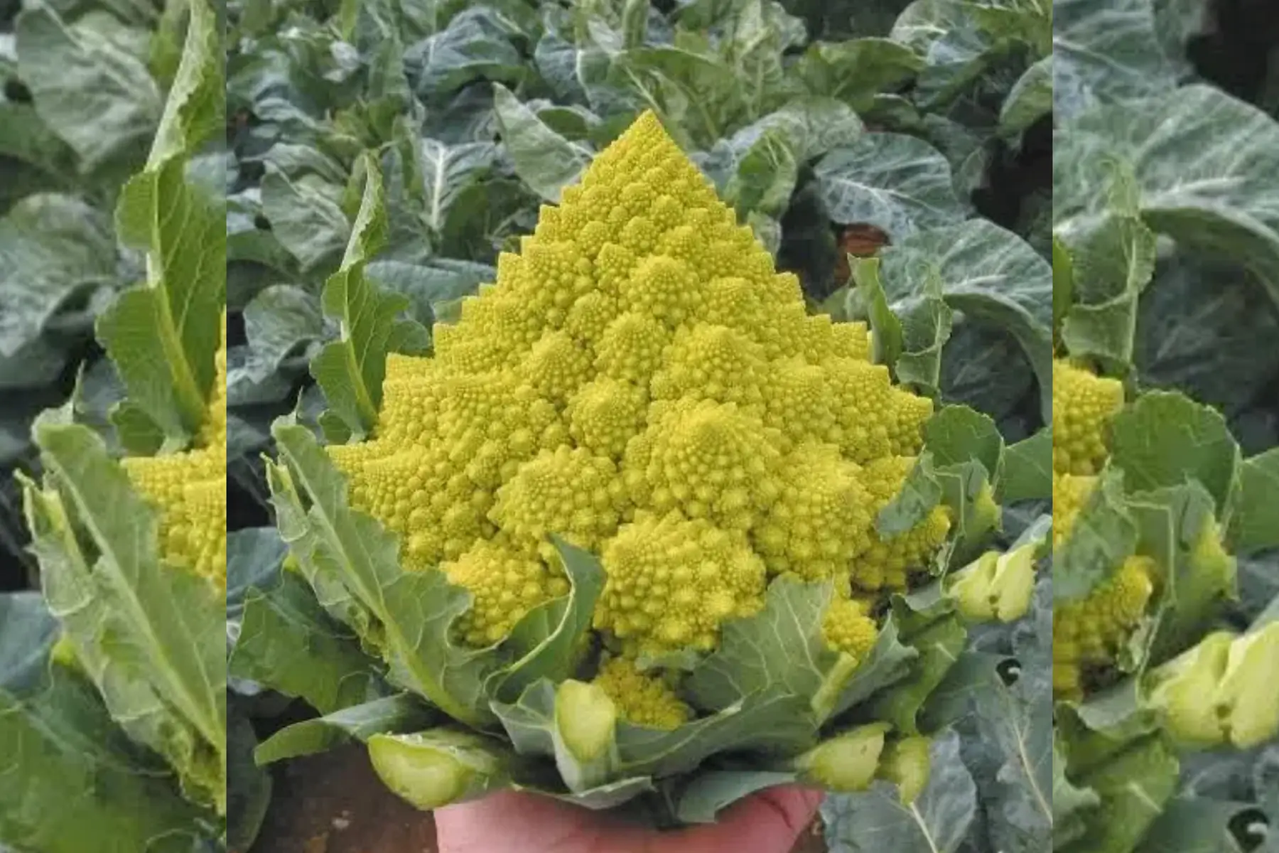 Chou Romanesco
