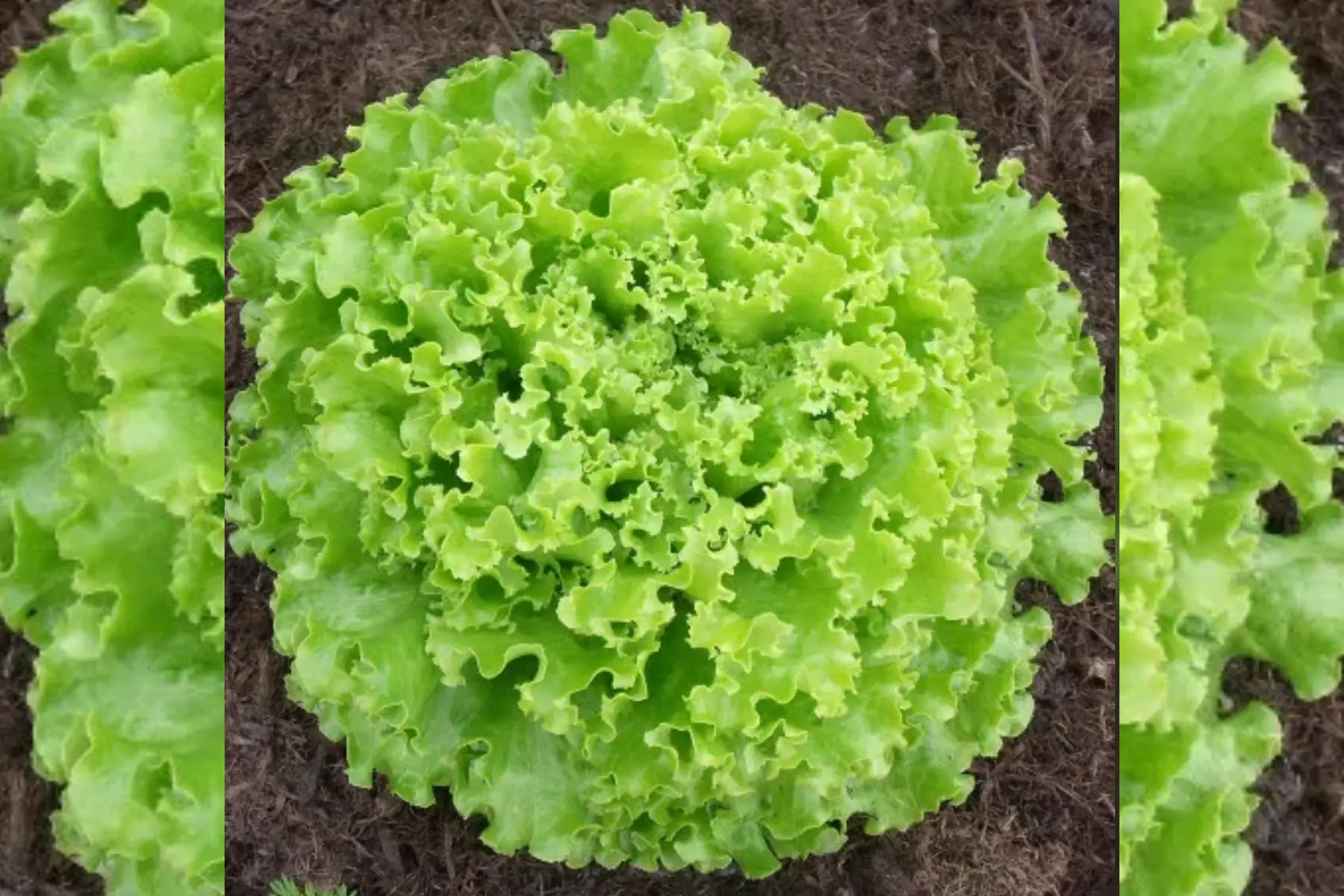 Salade Batavia