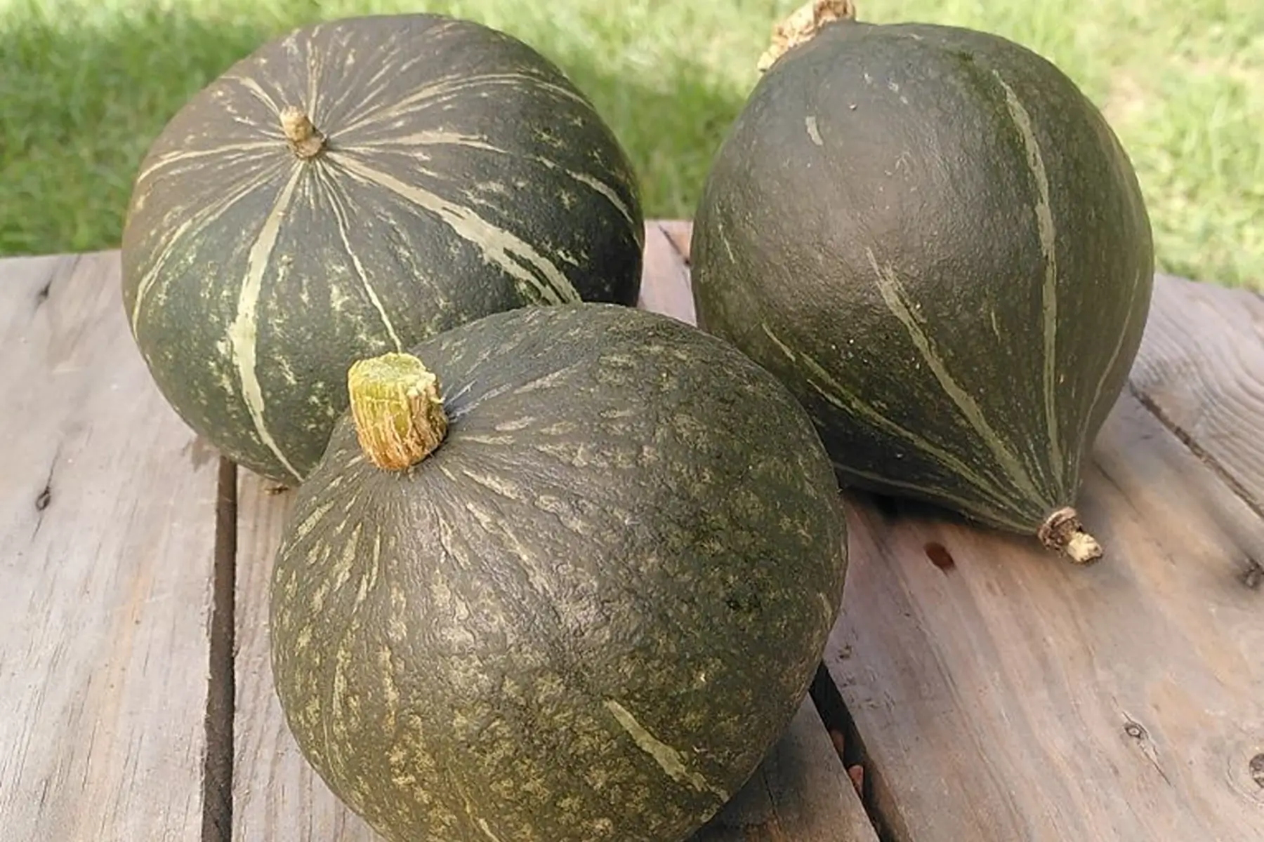 Potimarron Kabosha PROMO