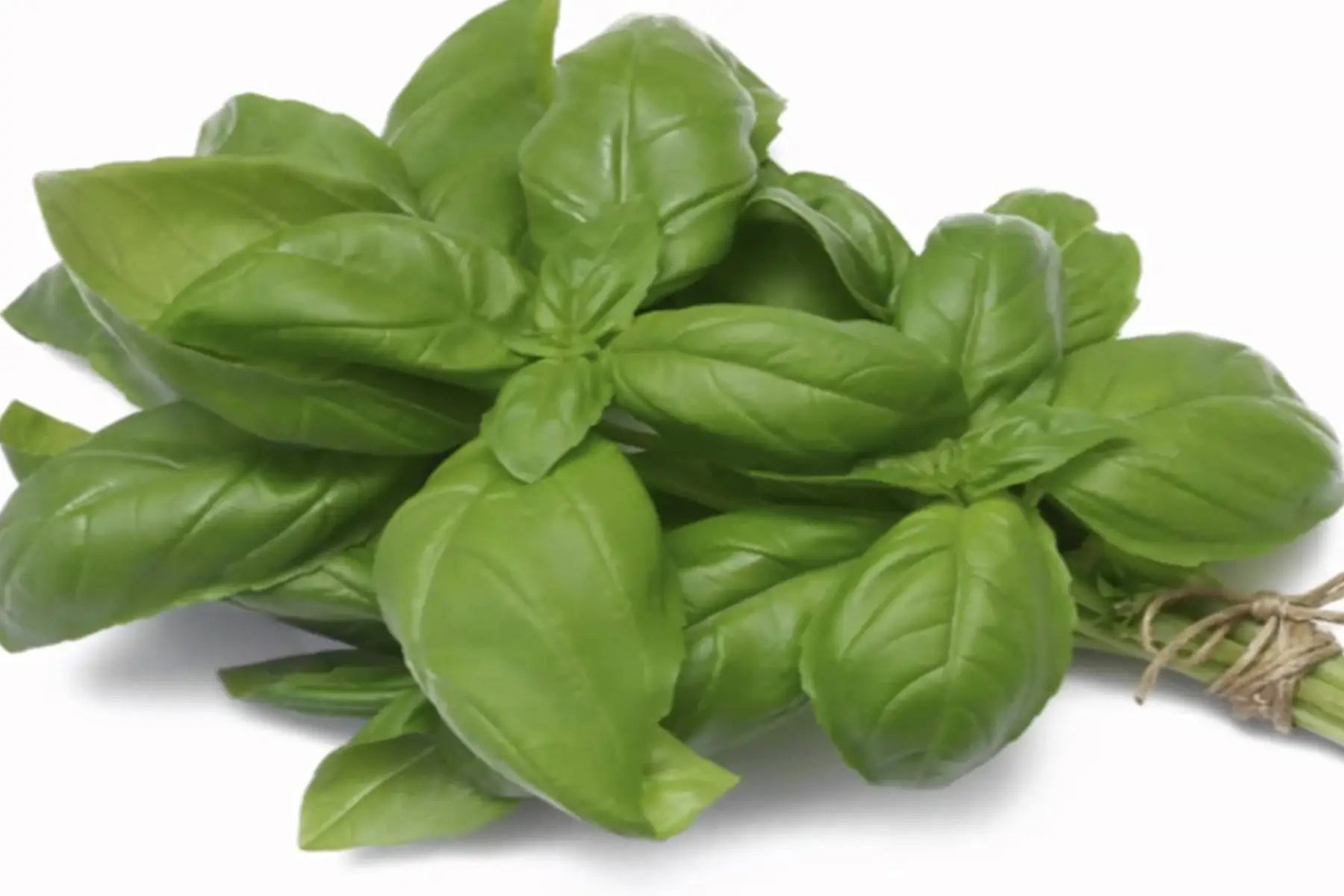 Basilic