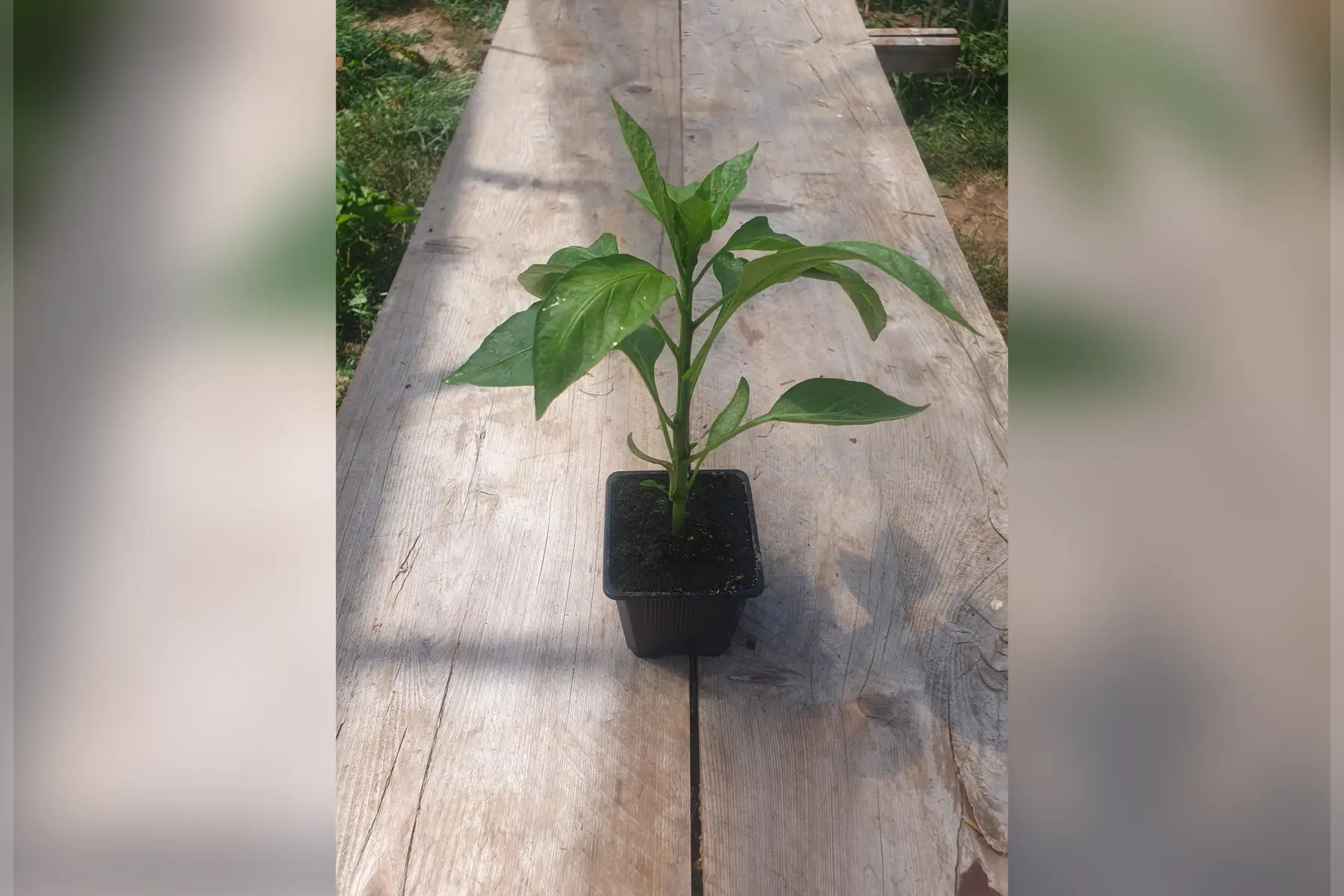 Plant de poivrons