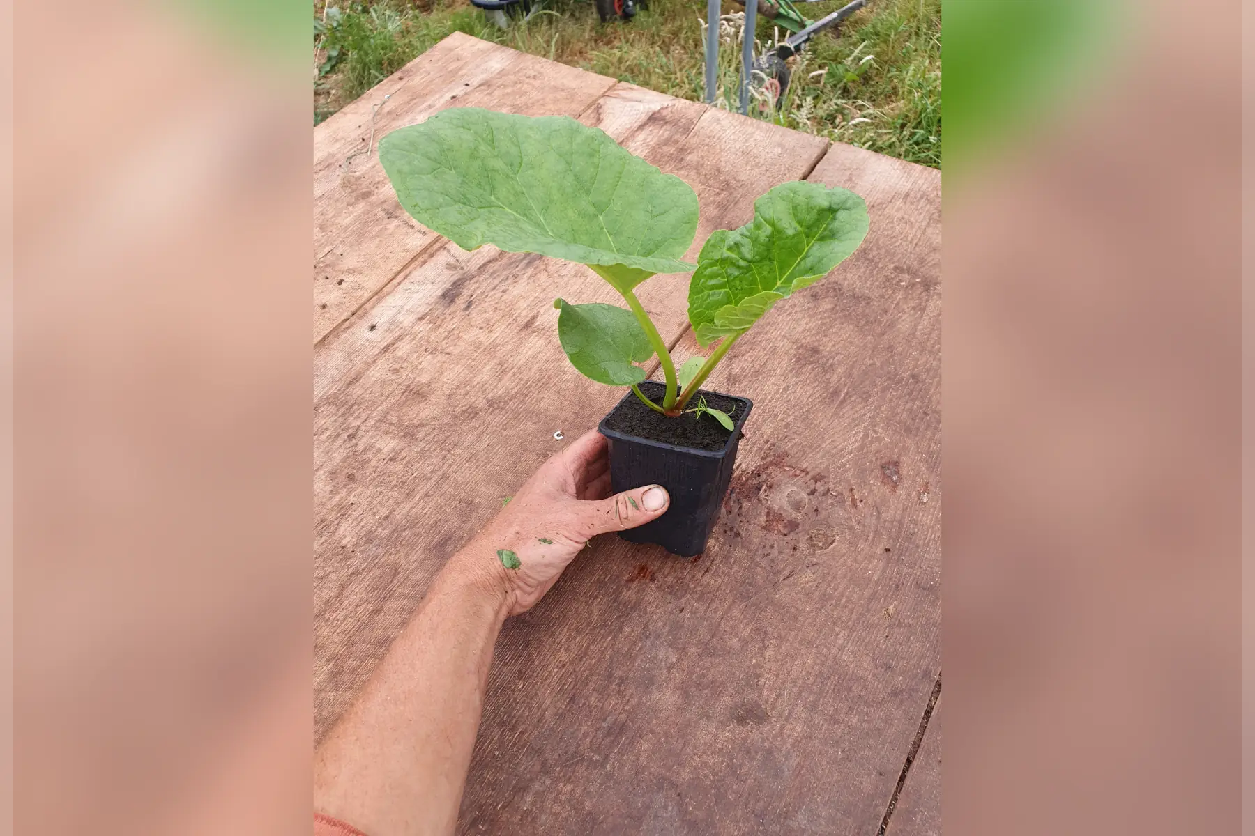 Plant de rhubarbe