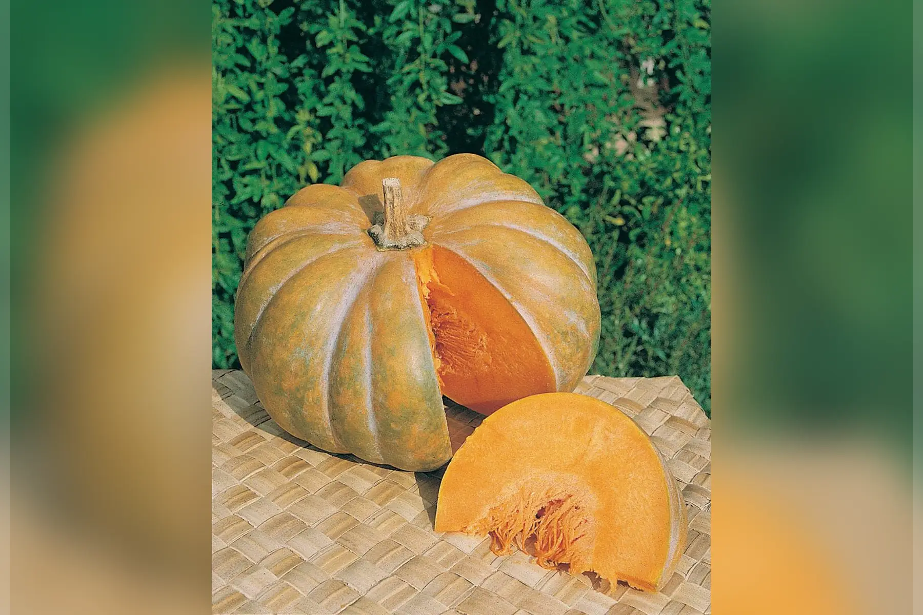 Musquée de Provence