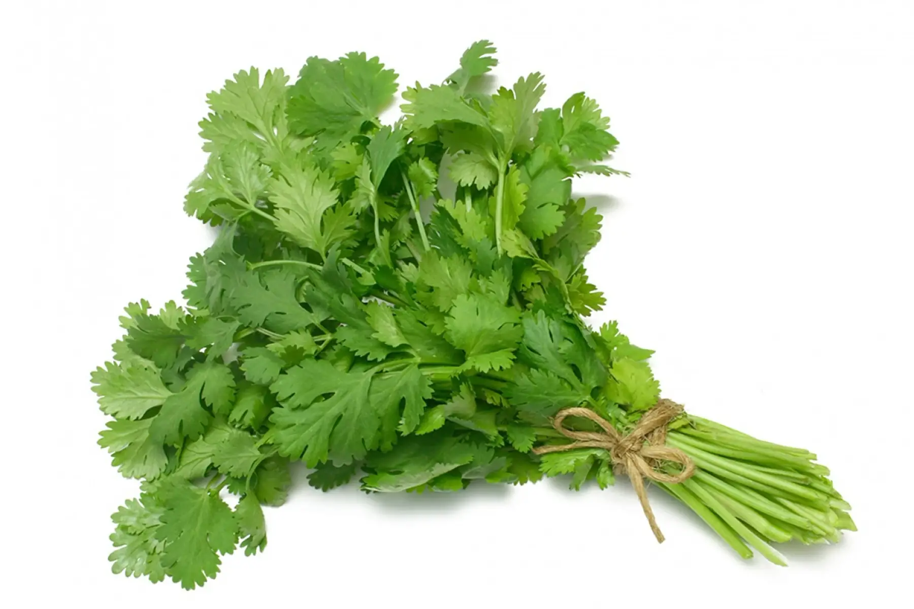 Coriandre