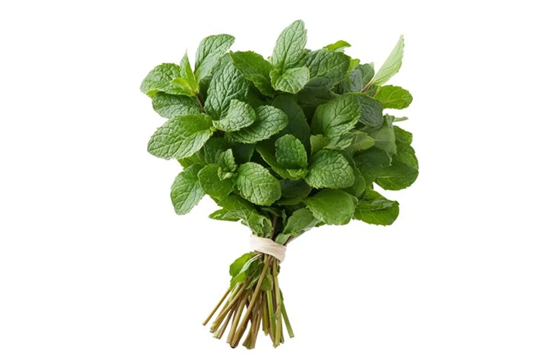 Menthe