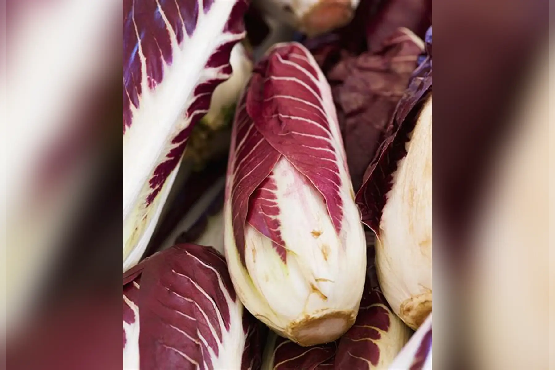Chicorée rouge