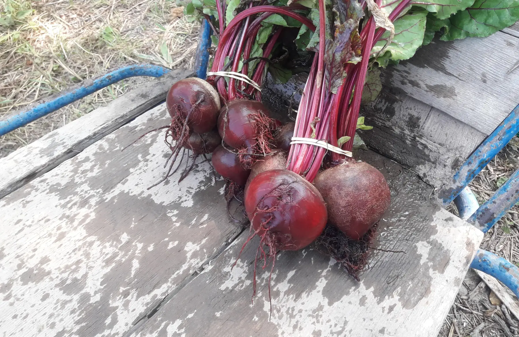 Betteraves bottes