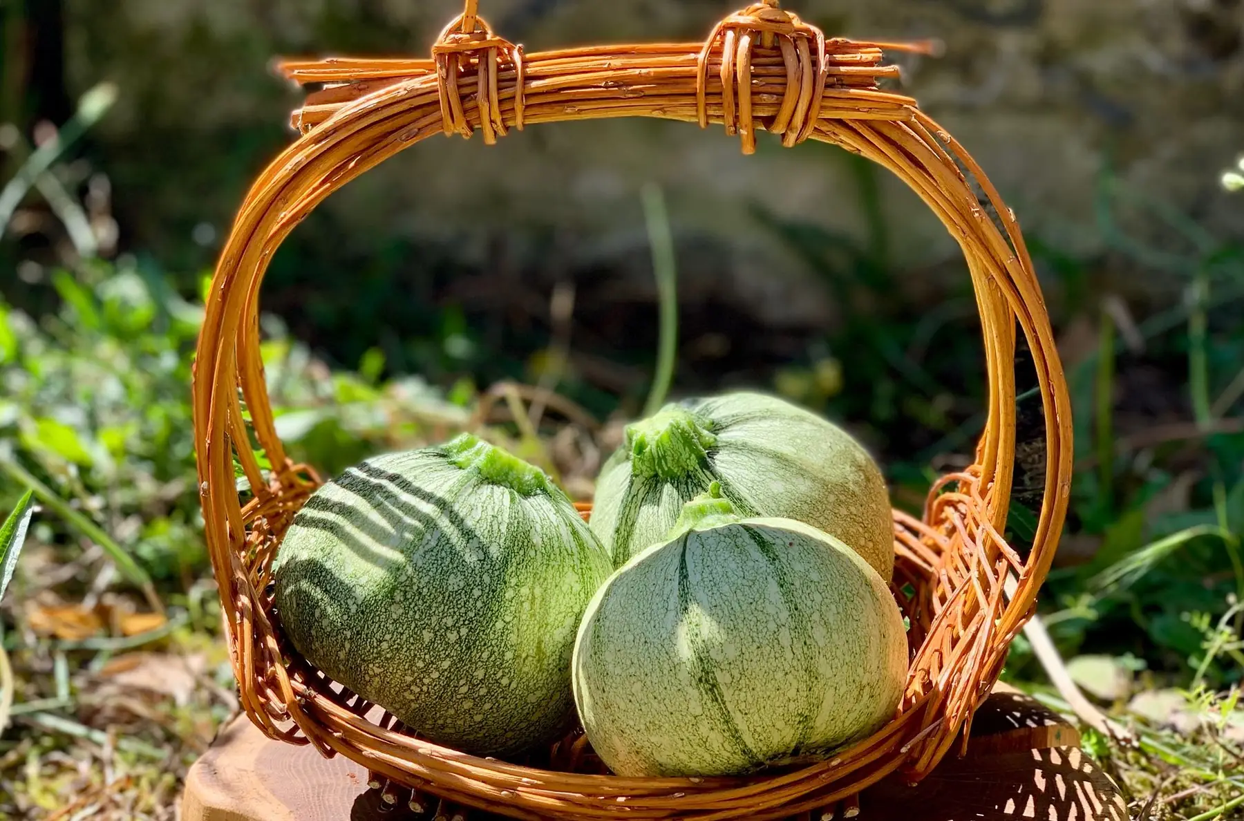 Courgette Ronde de Nice