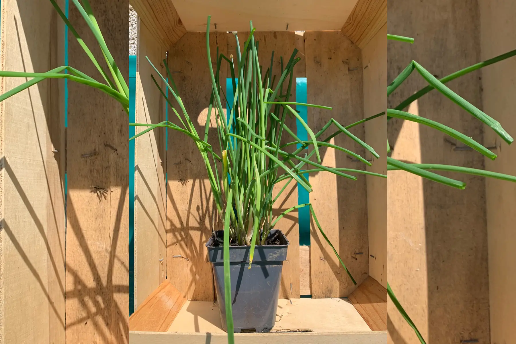 Plant de ciboulette