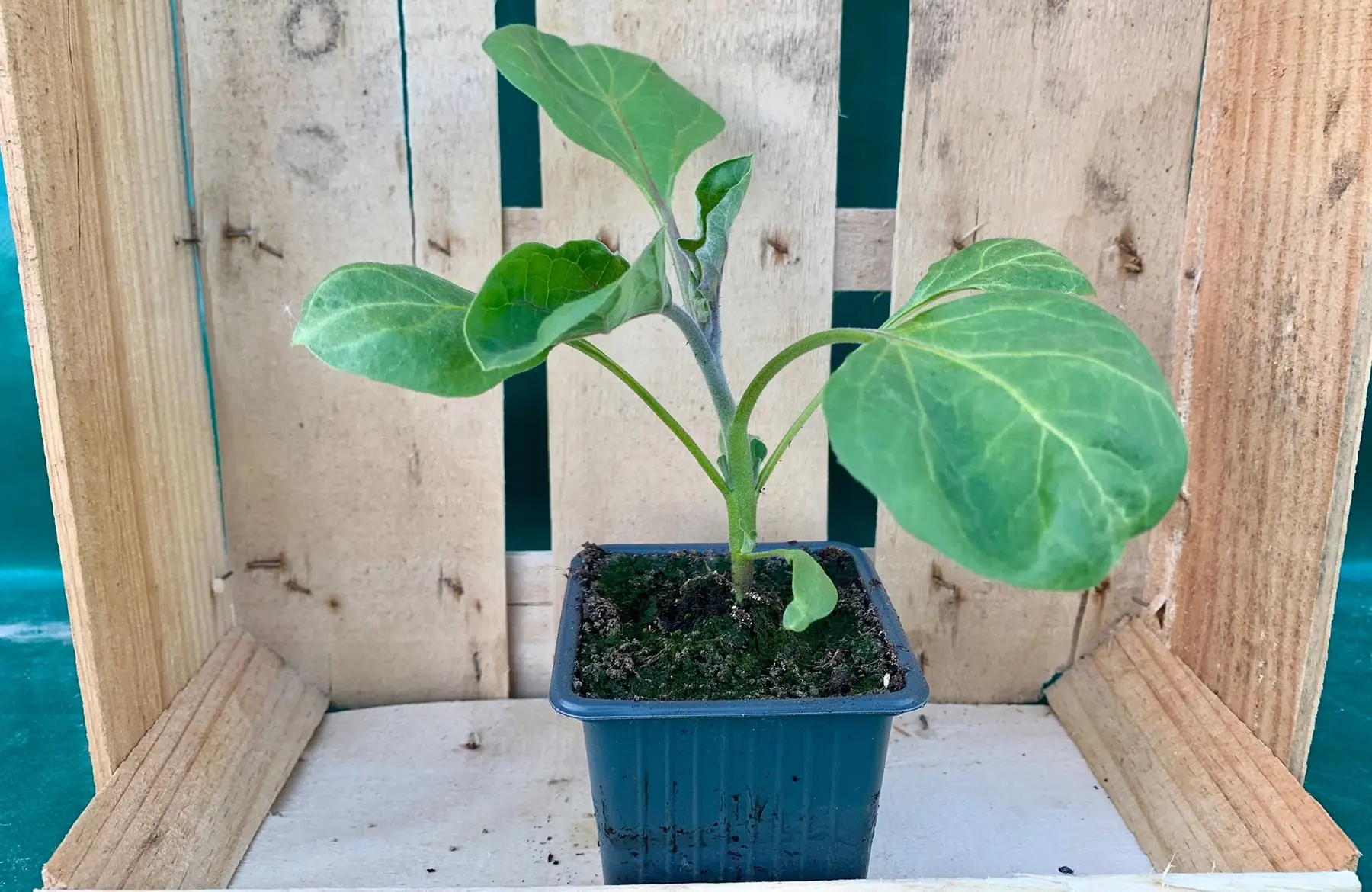 Plant d’aubergine (Alexandra)