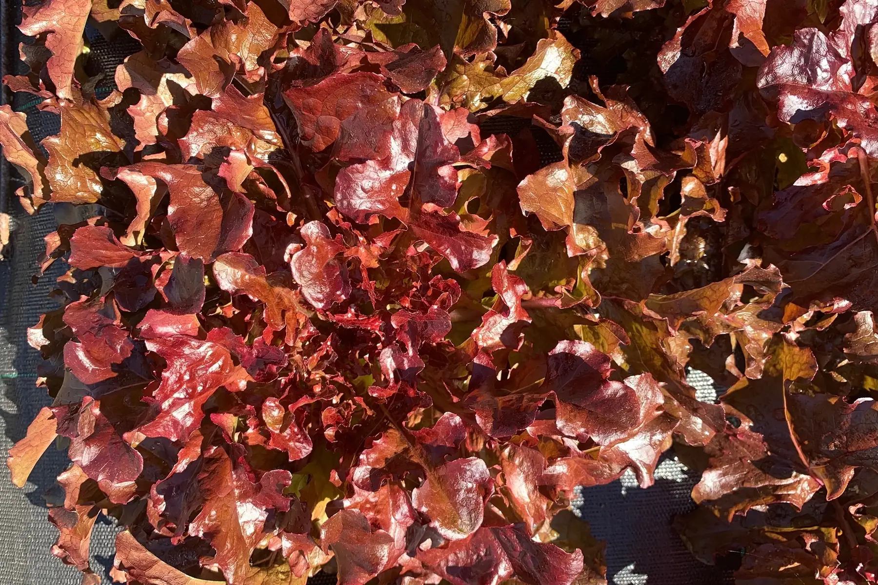 Laitue Feuille de chêne rouge