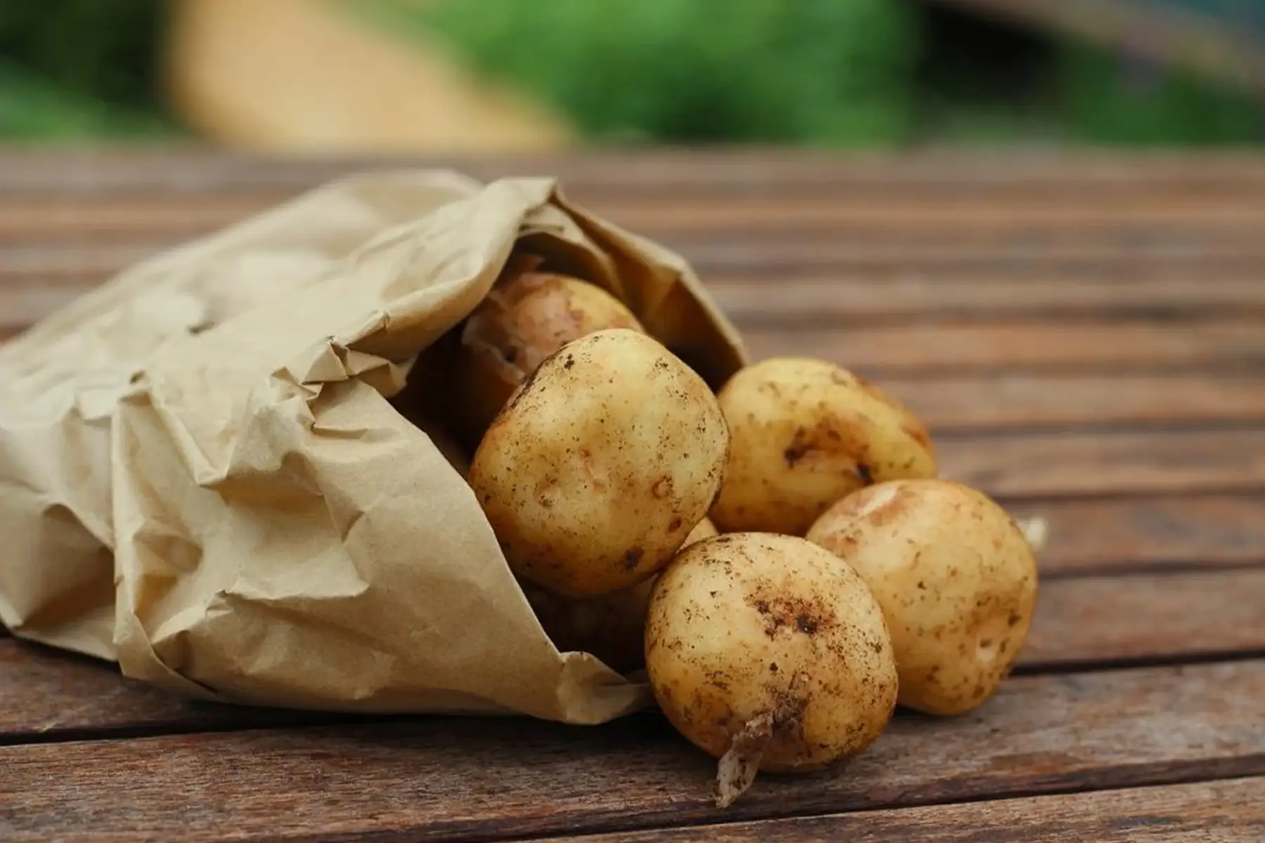 Pomme de terre nouvelles - Produit au jardin