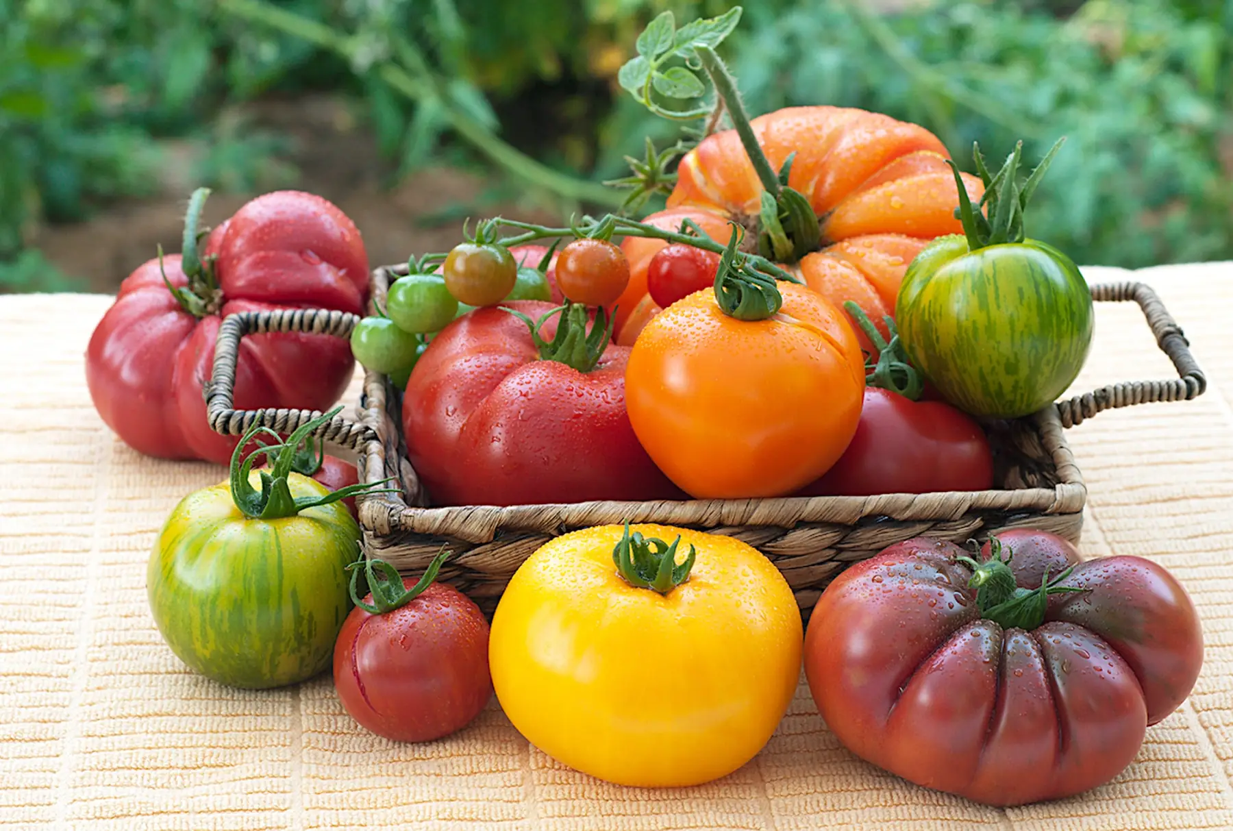 Tomate mélange variété du jardin