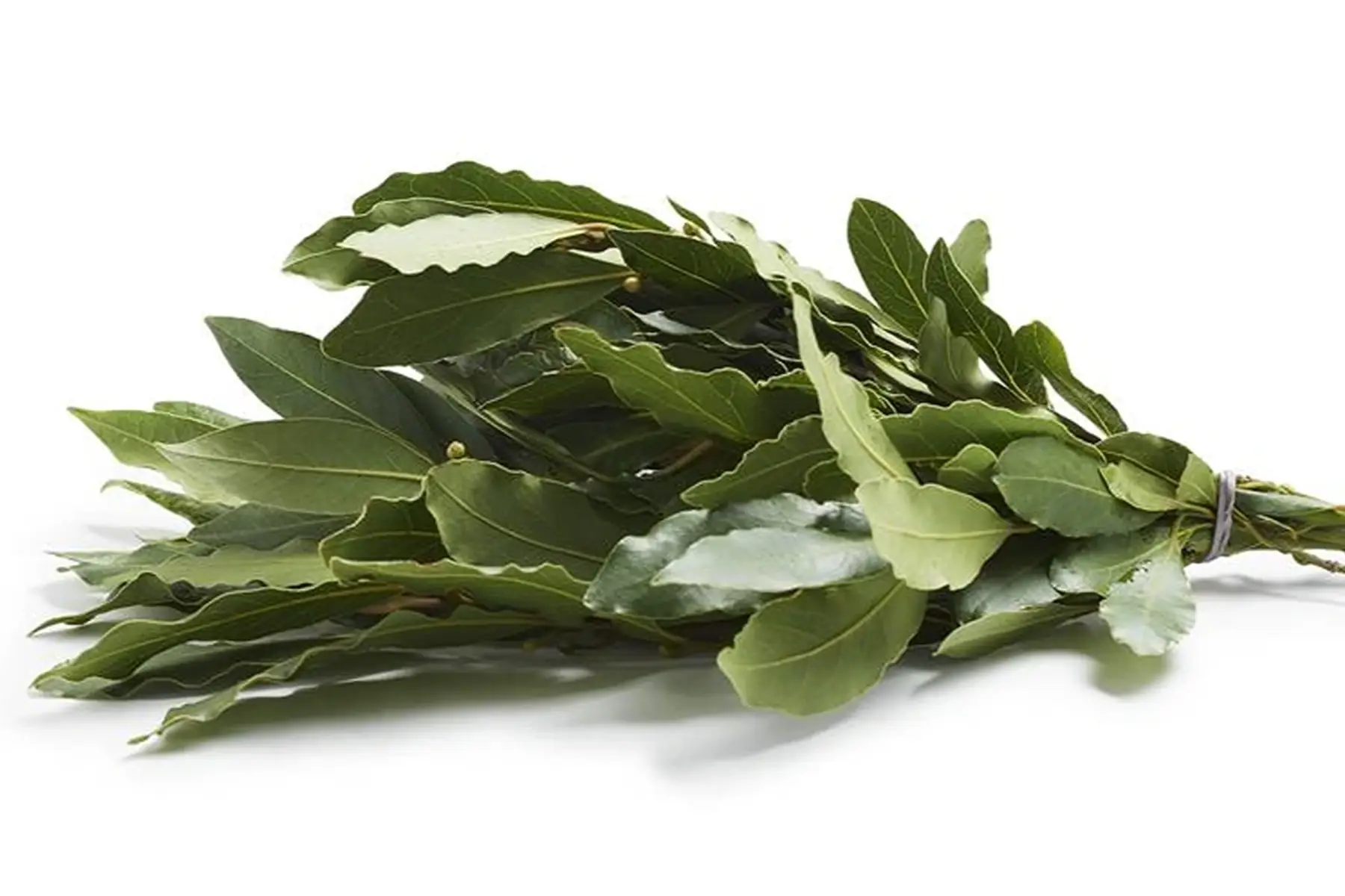 Laurier frais - Produit au jardin