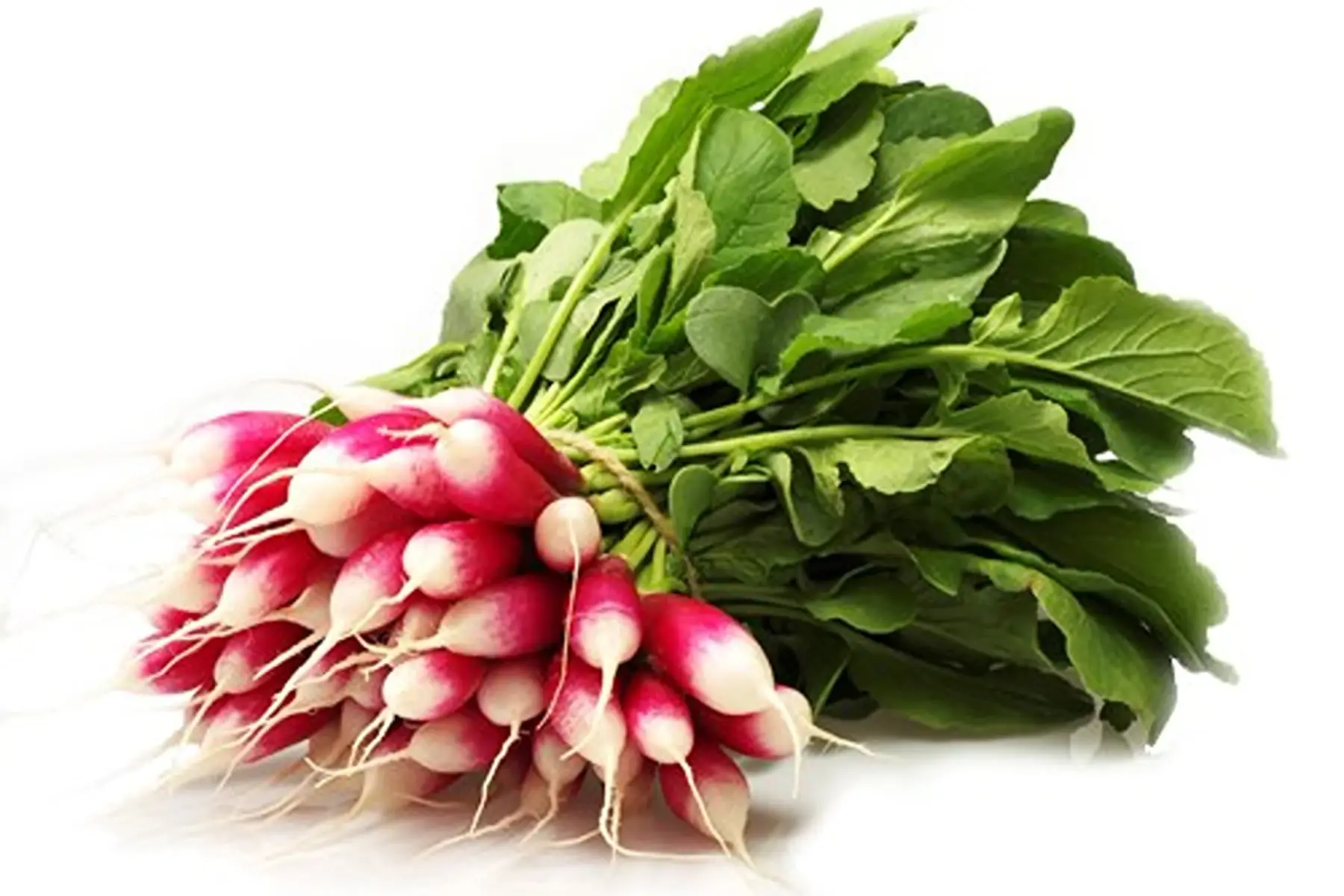 Botte de radis - produite au Jardin