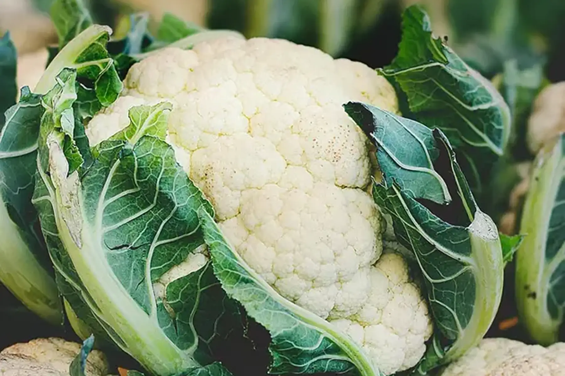 Chou fleur